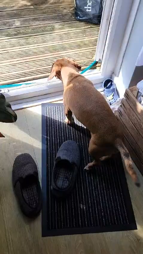 Câinele tău a fost diagnosticat cu paralizie, dar încă merge? Descoperă ce trebuie să faci imediat!