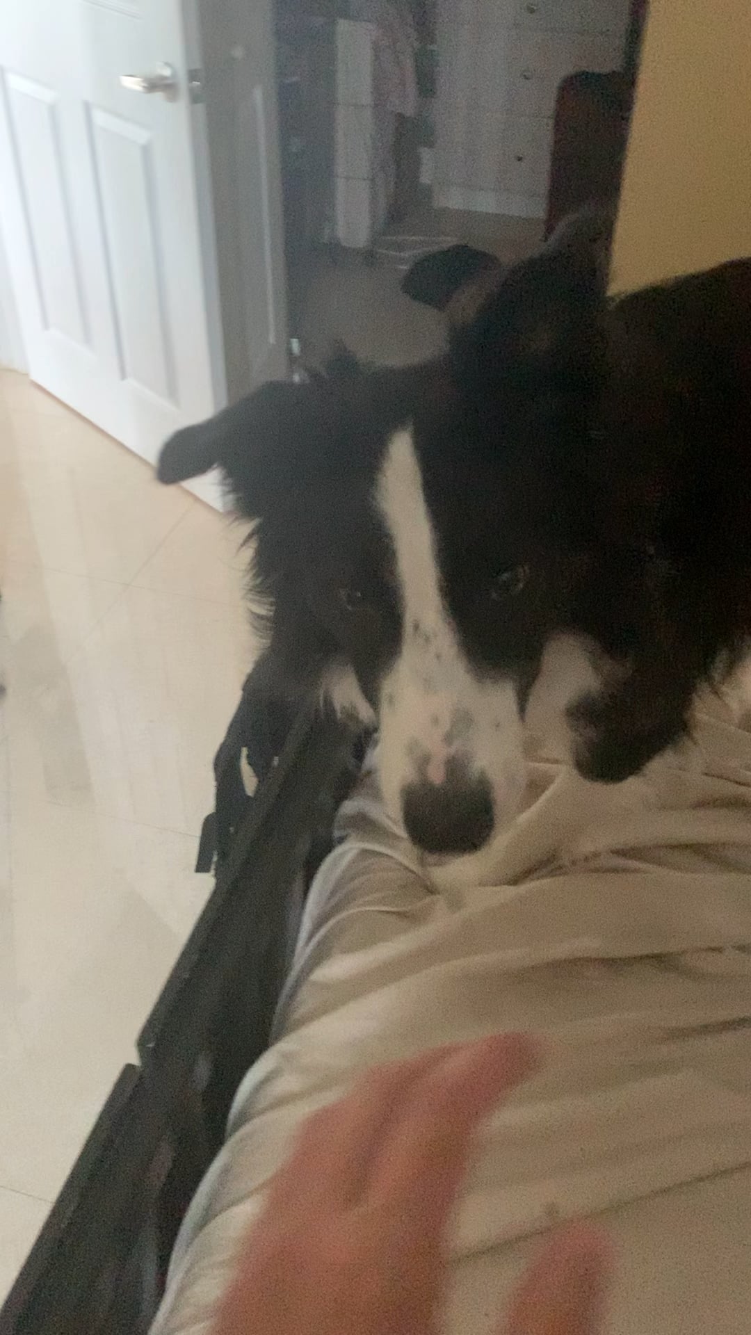 Câinele nostru mă latră când mă apropii de soție – semn de gelozie canină sau teamă neînțeleasă? Află ce poți face!