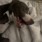 Veterinarii lămuresc: Ce înseamnă cu adevărat când câinele stă cu gura deschisă fără motiv?