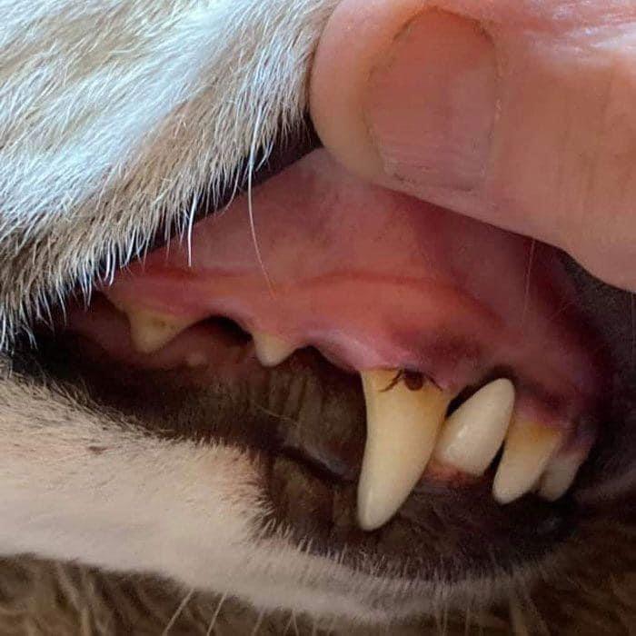 Atenție vara aceasta: Căpușele se pot ascunde și în gura câinelui tău! Verifică-l regulat pentru a-l proteja