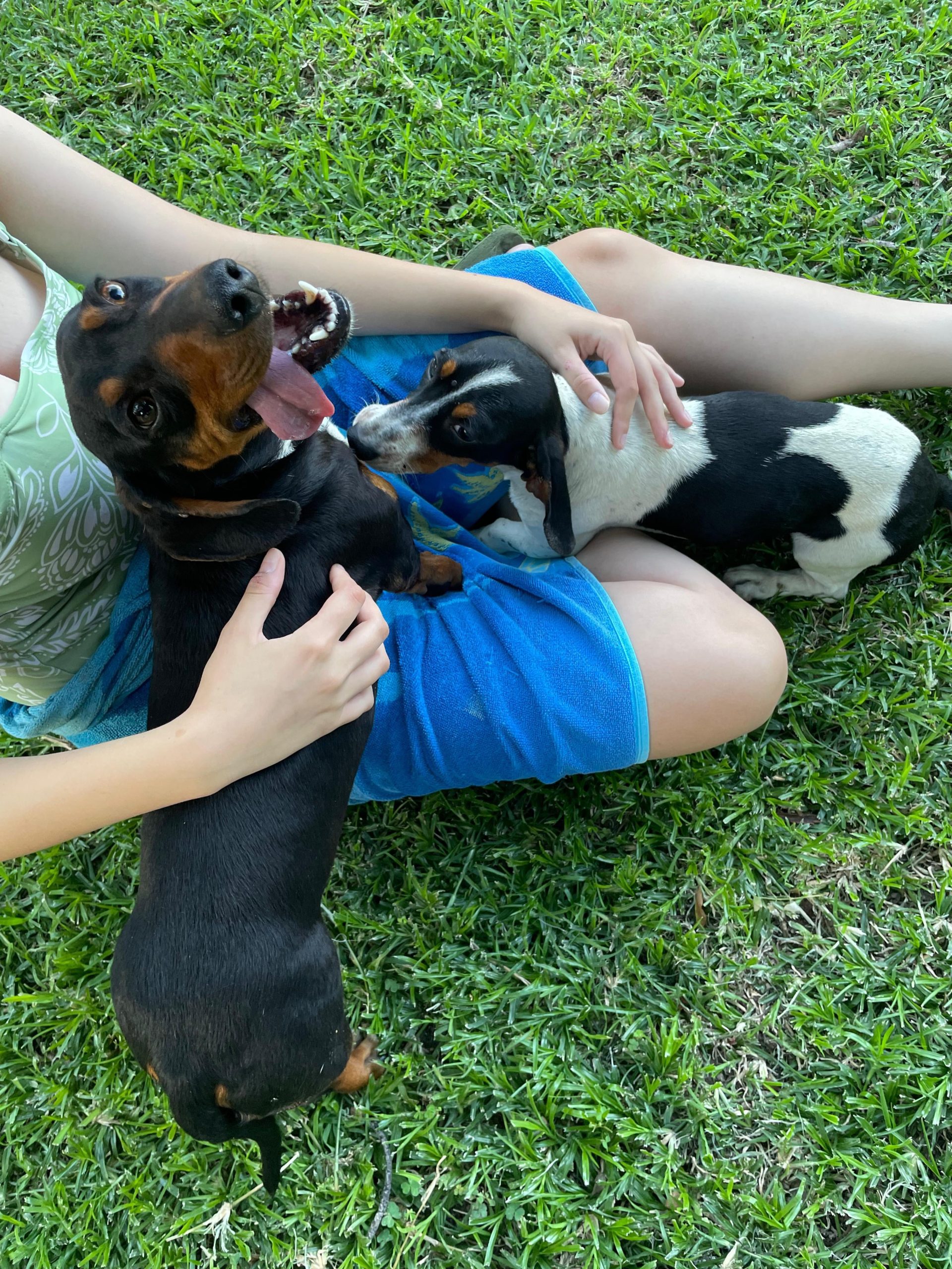 Stăpânul i-a abandonat în zăpadă: Ce trebuie să faci când găsești doi câini speriați și flămânzi în frig