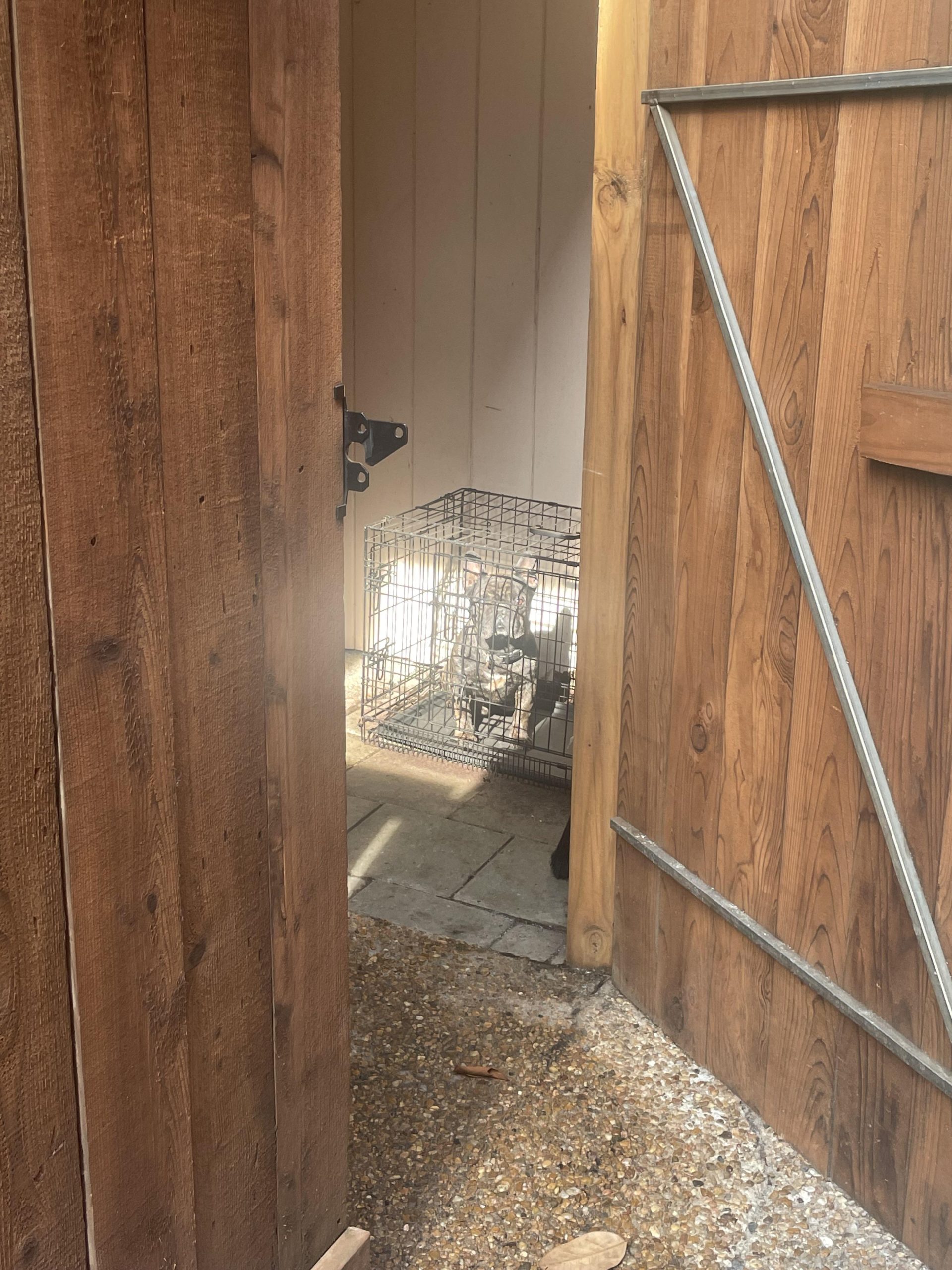 Este legal să-ți lași câinele afară pe caniculă în Texas? Ce riști și ce e de făcut ca să-l protejezi