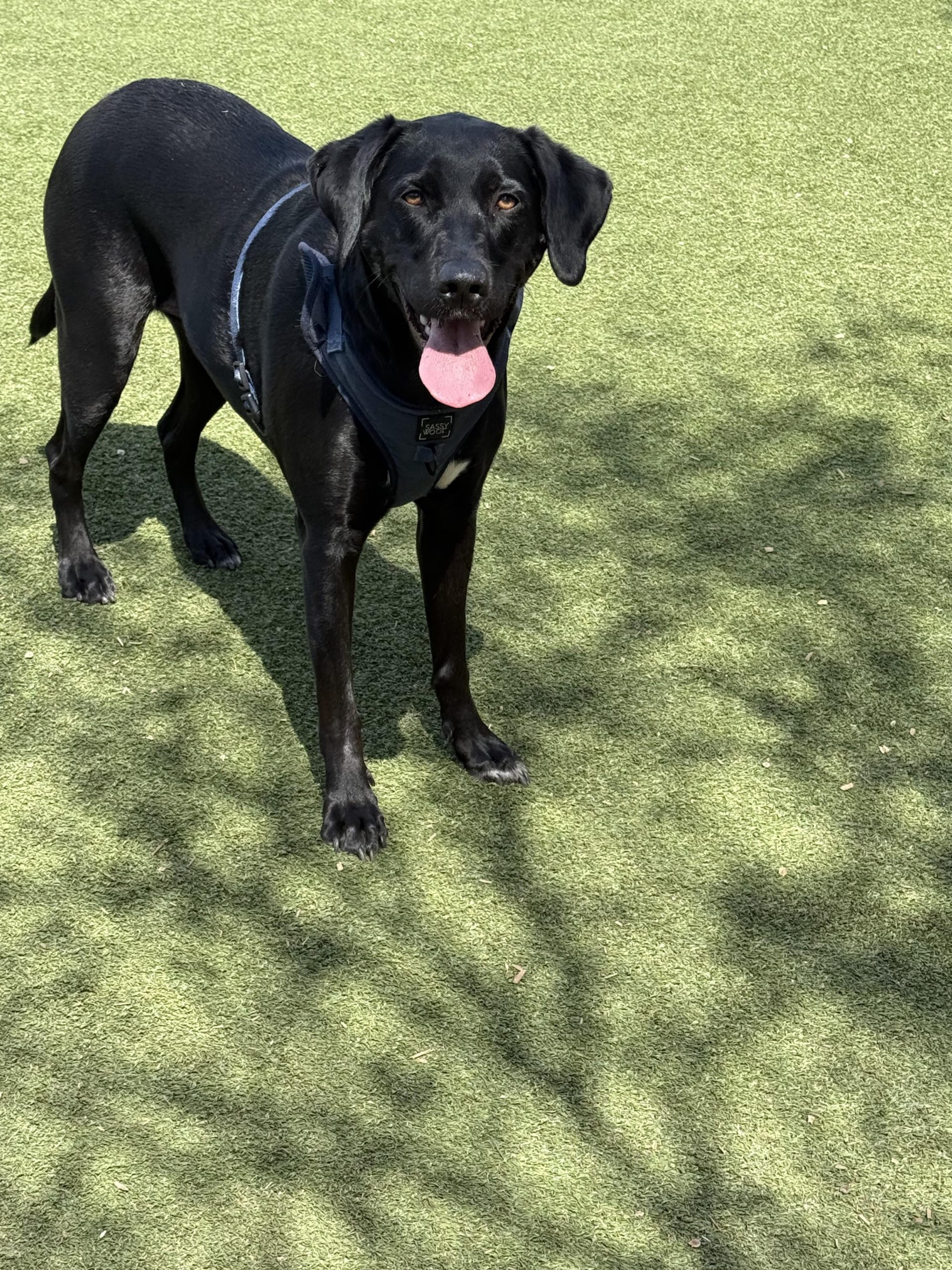 Sarcina a schimbat totul: De ce câinele tău nu mai încetează să te lingă și cum îl poți opri fără să-l rănești emoțional