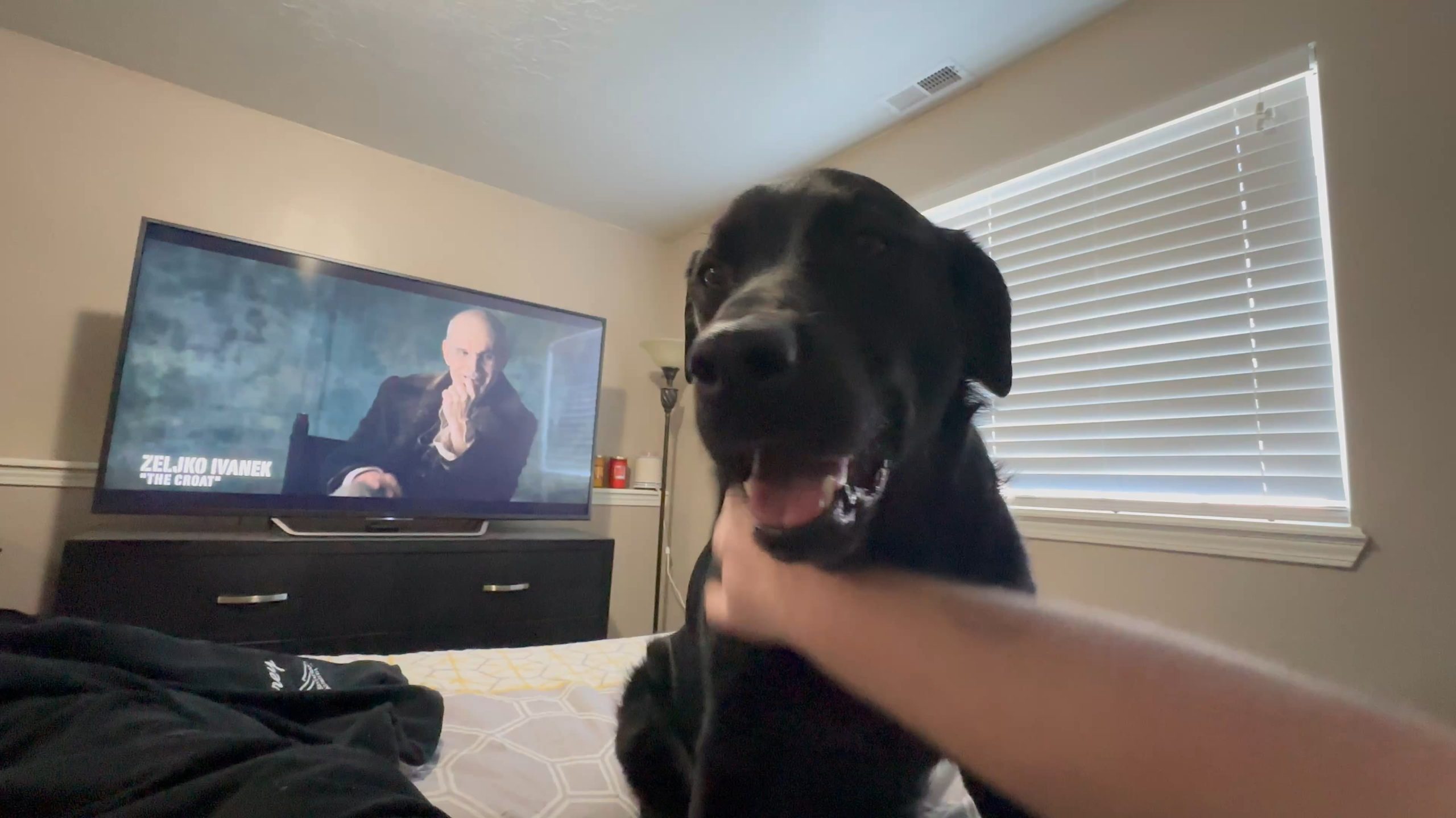 Ce înseamnă cu adevărat când câinele îți pune lăbuța pe braț în timp ce îl mângâi – gest tandru sau mesaj ascuns?