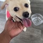 Nu face aceeași greșeală: Am adoptat un câine de 7 ani și a murit după 2 luni – ce trebuie să știi înainte să iei un animal mai în vârstă acasă