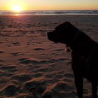 Atenție la controalele veterinare de rutină: Cum o tumoare ignorată i-a luat viața câinelui în doar câteva săptămâni