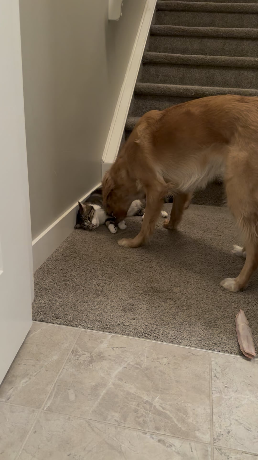 Când joaca devine îngrijorare: semne că patrupedul tău nu se mai distrează, ci suferă în tăcere