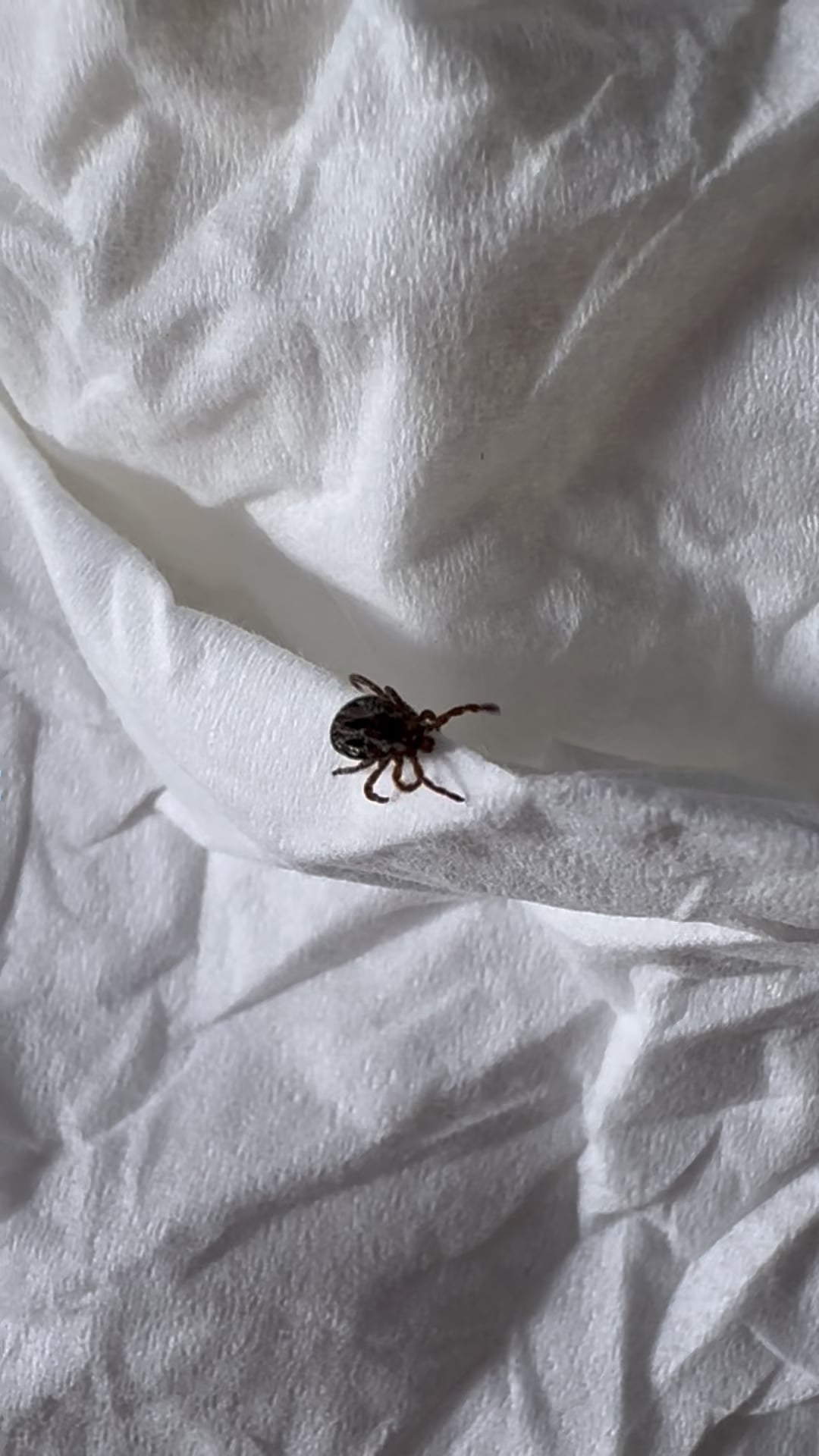 A descoperit asta pe blana câinelui și a intrat în panică – cum recunoști un căpușă și ce trebuie să faci imediat