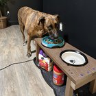 Câinele tău refuză să mănânce singur? Află de ce prezența ta la masă contează mai mult decât hrana!