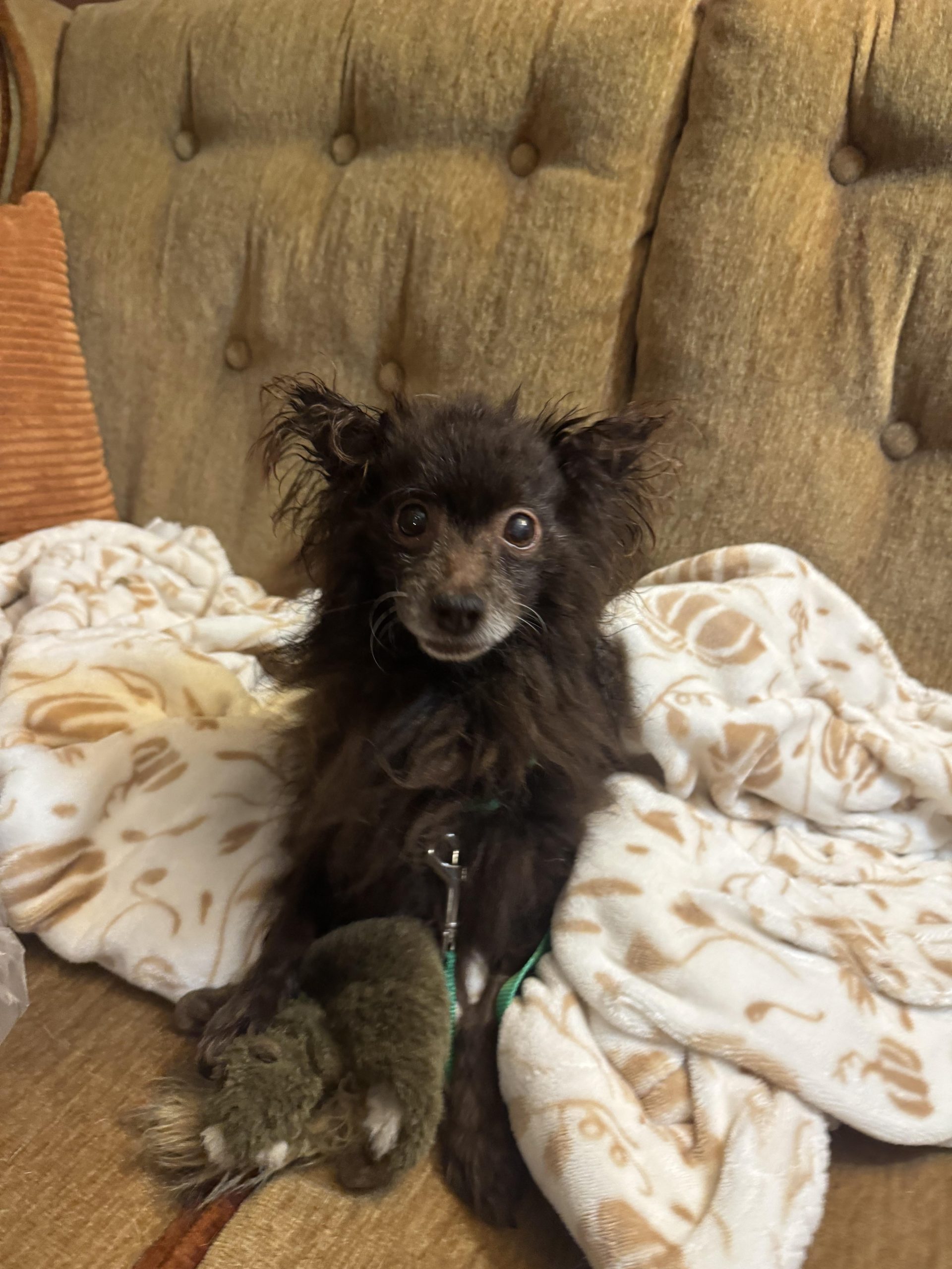 Câinele tău senior bea apă în exces? Află ce semne nu trebuie ignorate și când să mergi la veterinar!