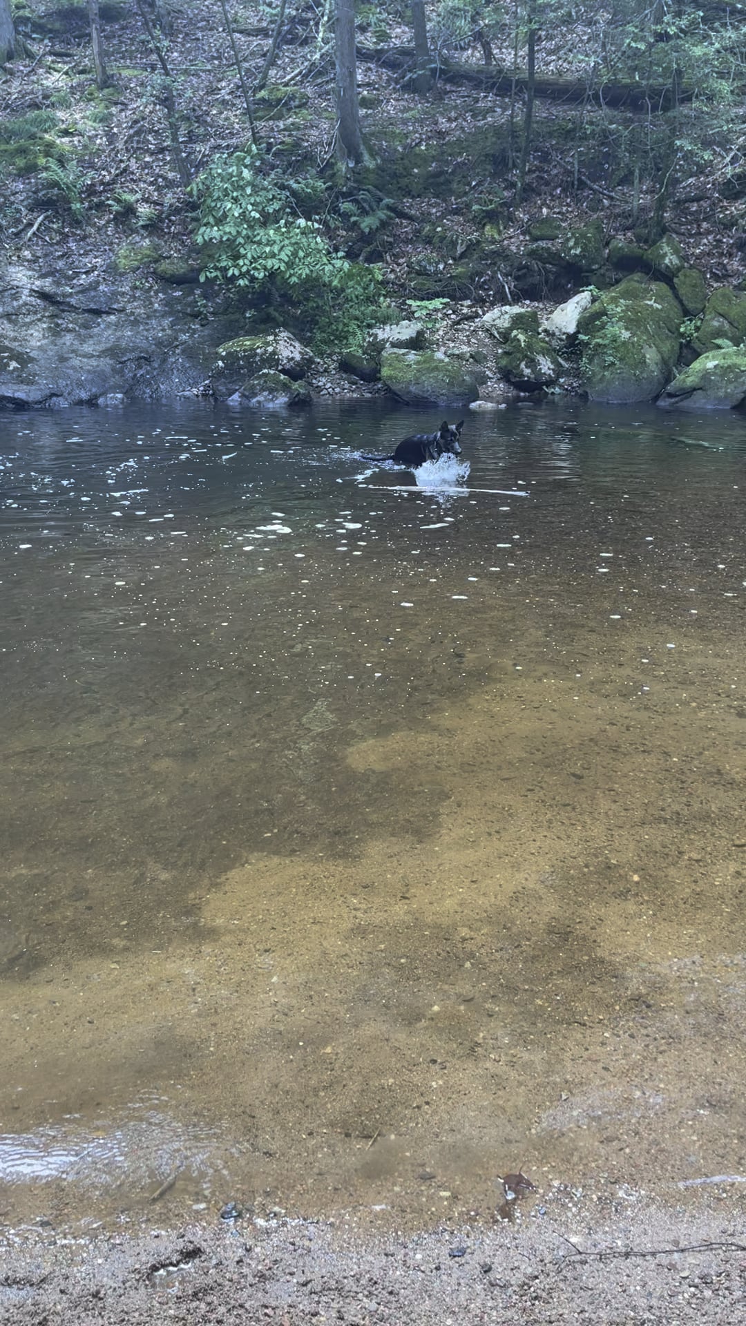 Ce înseamnă când câinele tău îți atinge fața cu lăbuța? Gestul adorabil care ascunde mai mult decât crezi!