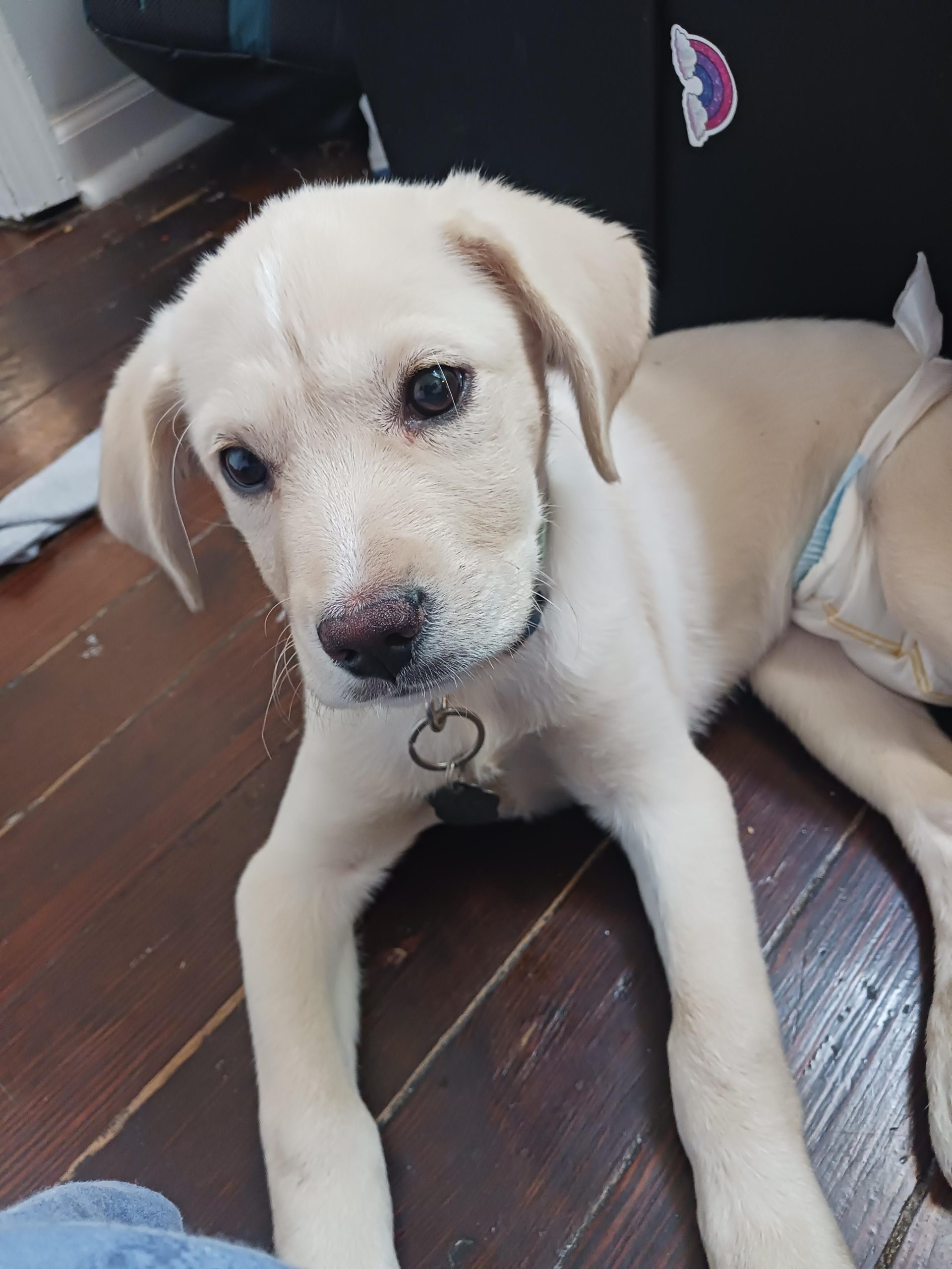 Salvat de pe Craigslist: Cum un beagle speriat a găsit o nouă viață și ce trebuie să știi înainte să adopți online