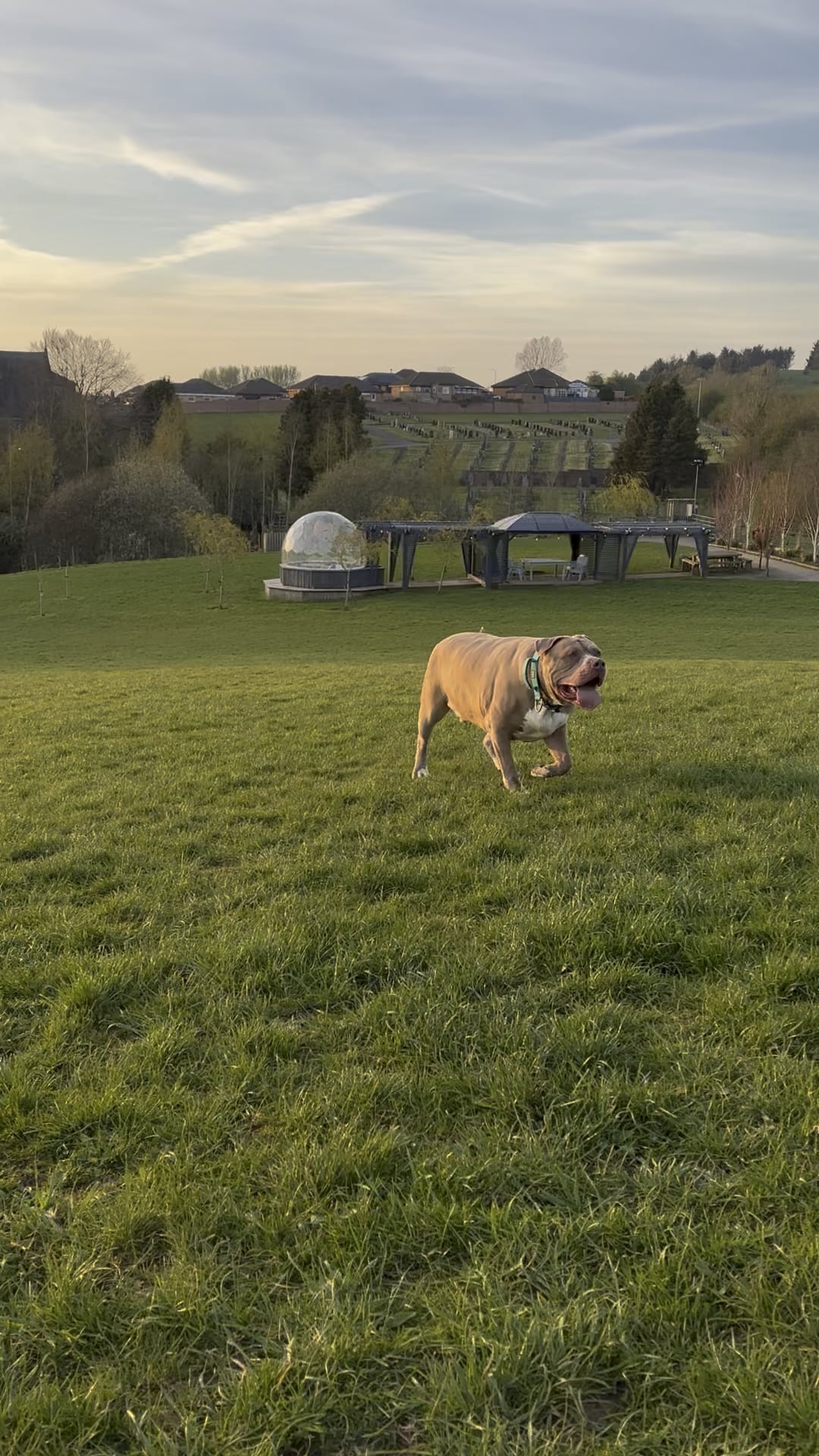 Veterinarul spune adevărul: semnele subtile care îți arată că patrupedul tău a luat prea mult în greutate