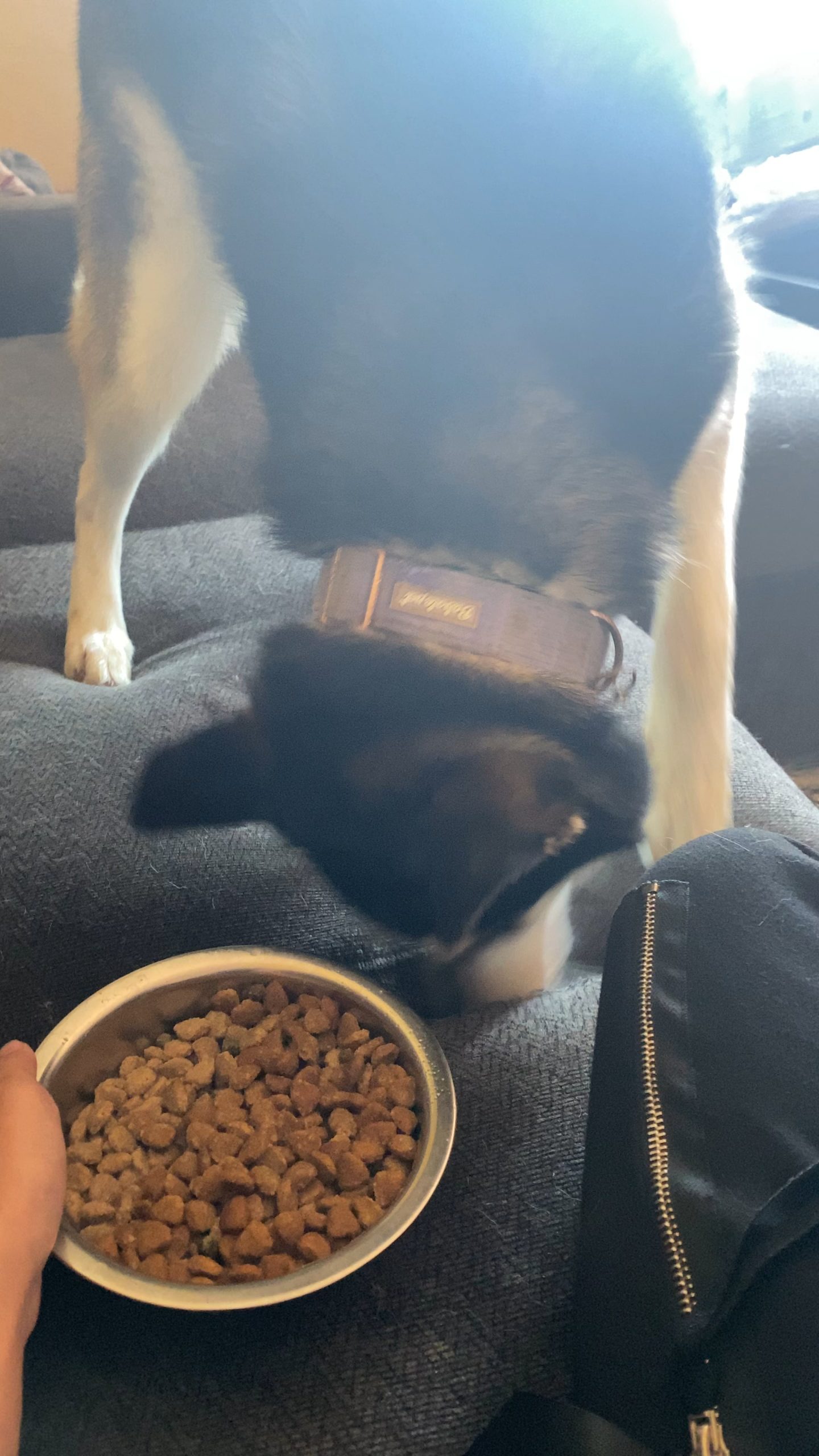 Câinele refuză mâncarea? Uite semnul ciudat care îți arată că vrea altceva!