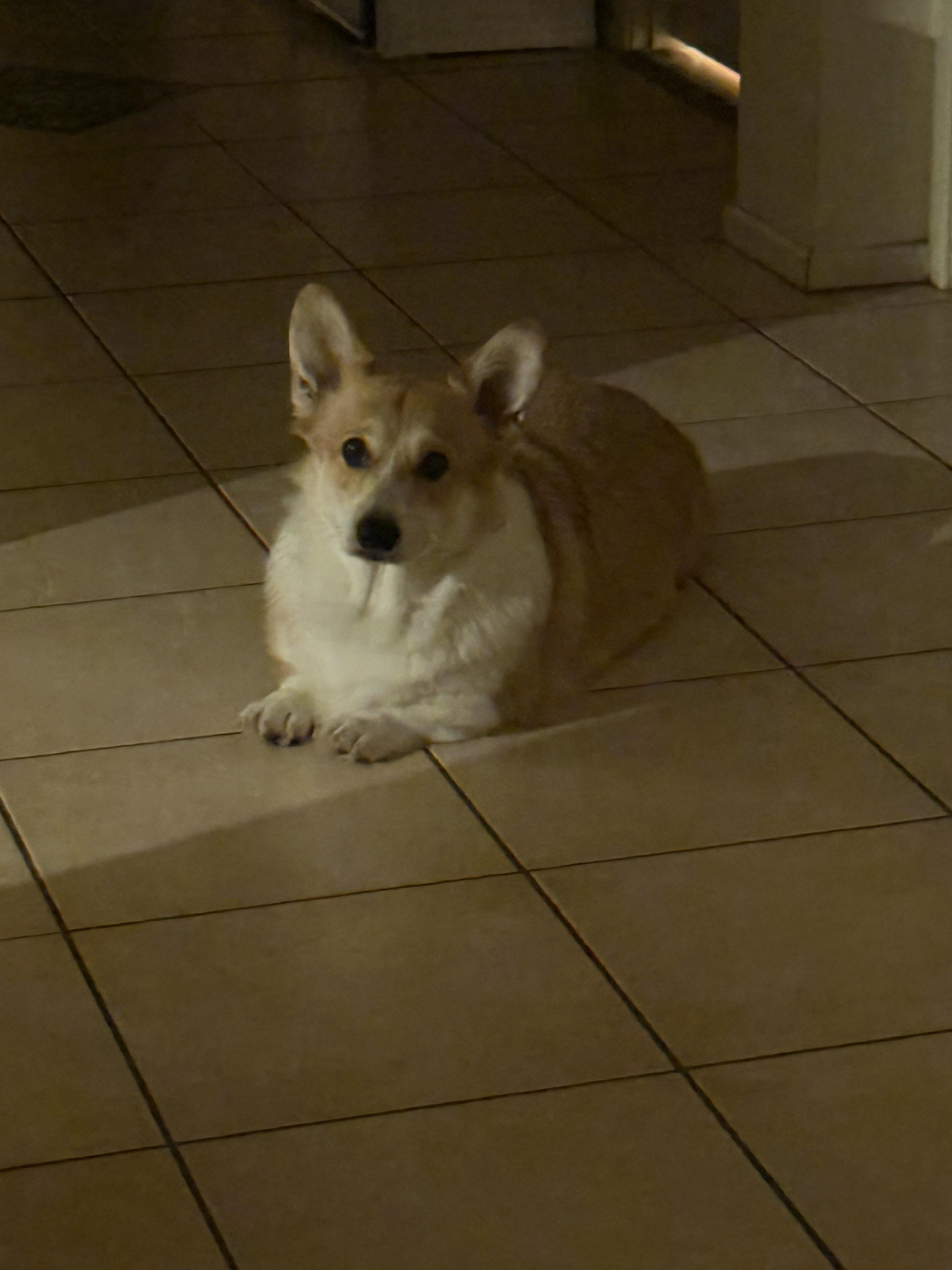 Câinele meu a mâncat ceapă, usturoi și roșii – Iată ce am aflat și ce trebuie să faci imediat!