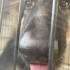 Am adoptat un câine nou după pierderea celui vechi – ce am învățat despre doliu, atașament și a doua șansă