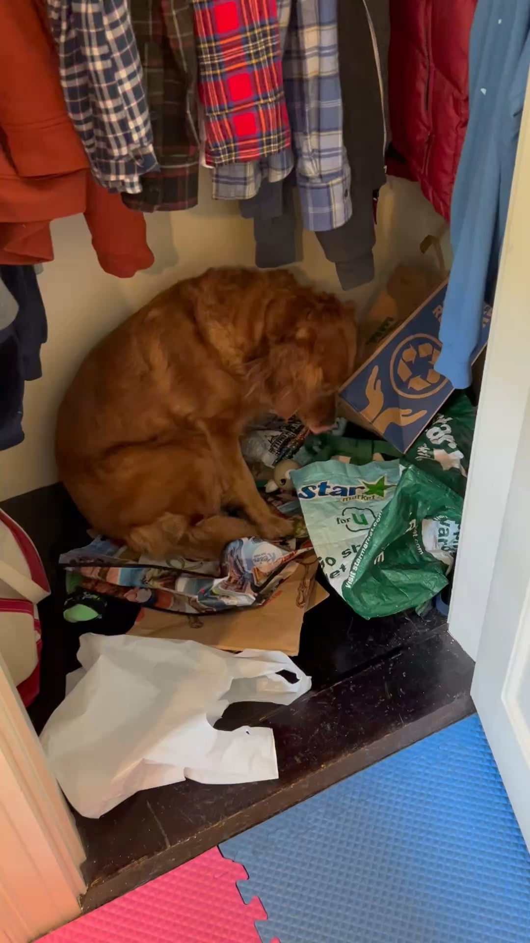 Cățelușa nu se mai oprește din scâncit? Iată ce ar putea încerca să-ți spună și când ar trebui să te îngrijorezi