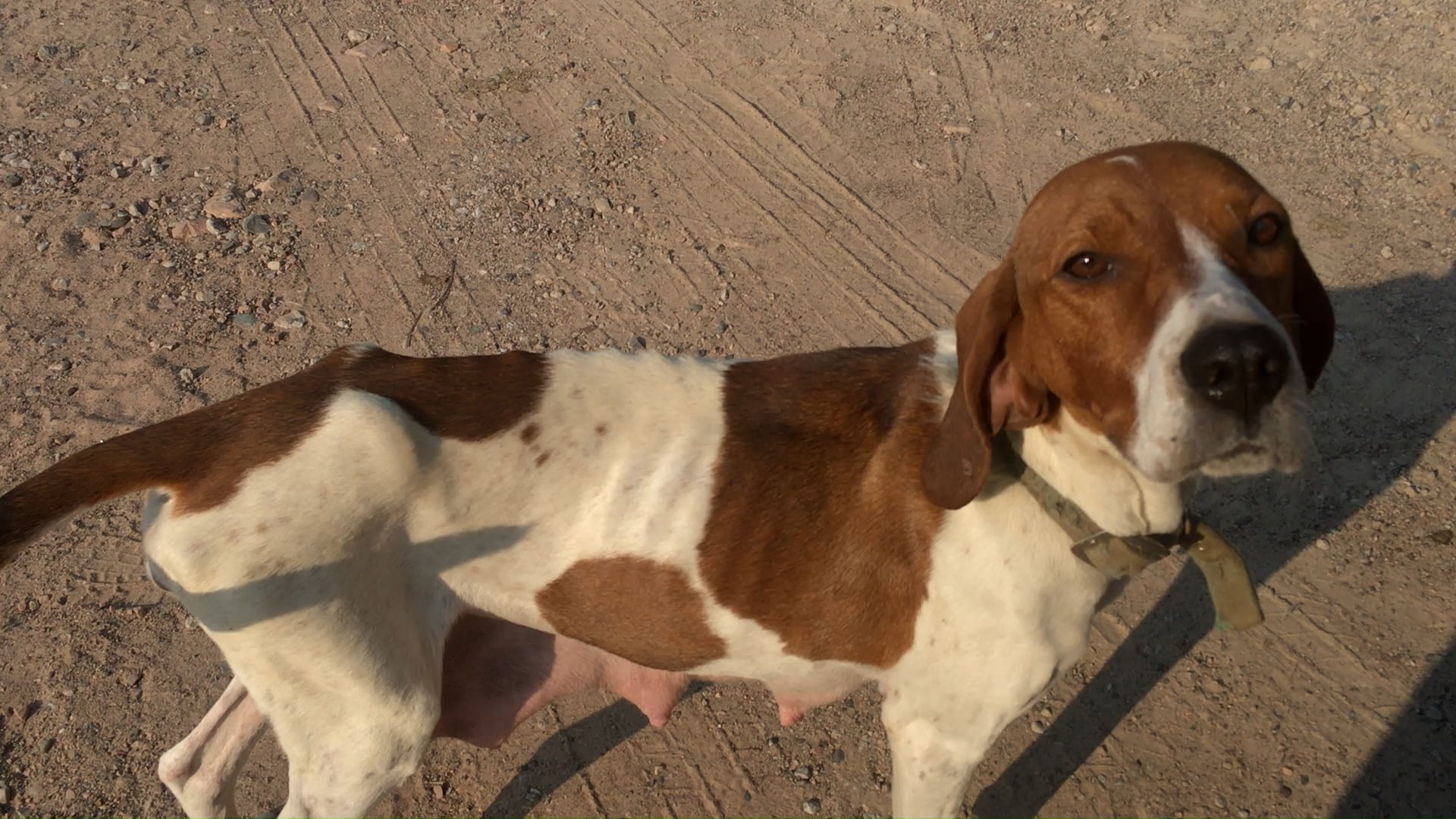 Câinele scheletic al unei familii Amish ridică semne de întrebare: rasă rară sau neglijență periculoasă? Află cum să recunoști semnele abuzului la animale.