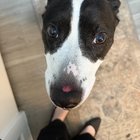 A găsit câinele rănit și covorul distrus după pauza de prânz – semnele că animalul tău suferă de anxietate de separare și ce poți face imediat