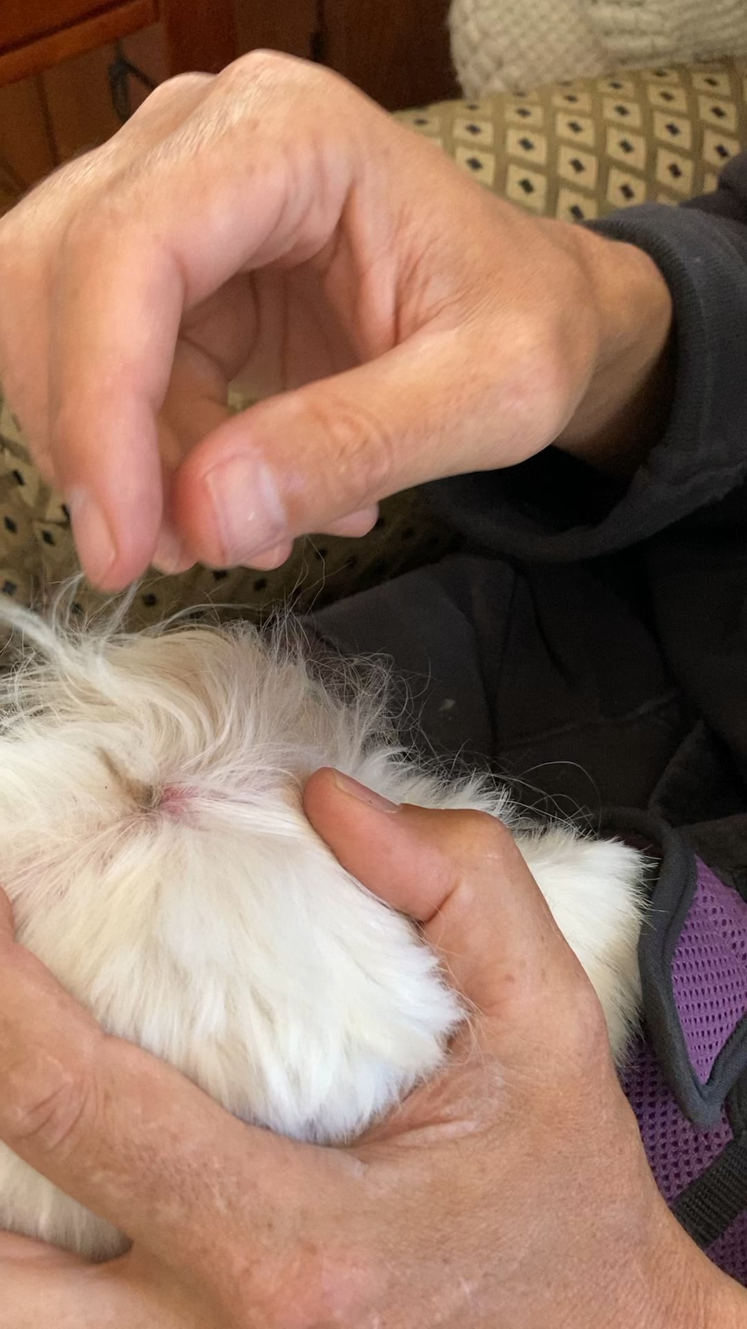 Stăpânul și-a găsit câinele cu o excrescență ciudată pe cap – află ce au spus medicii veterinari și de ce NU trebuie ignorată!