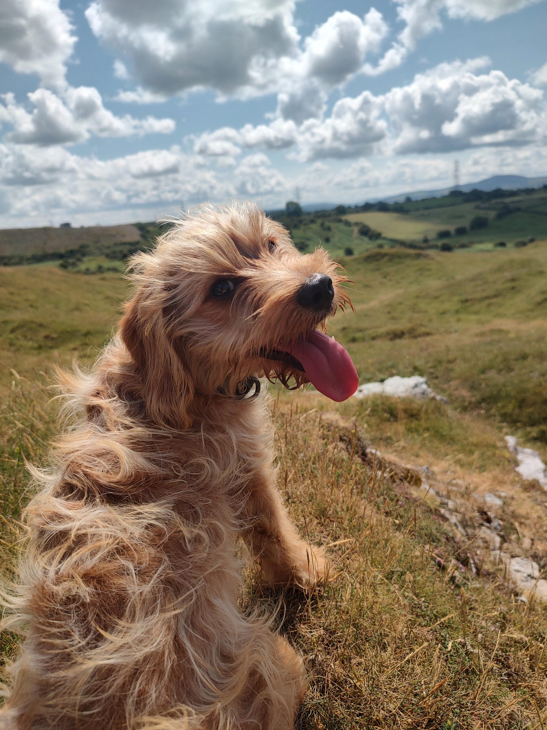 Cercetătorii Sunt Nedumeriți: Semne Clare Că și Câinele Tău Poate Simți Uimirea – Iată Cum Să Recunoști Emoția!