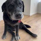 Cum să treci peste durerea pierderii câinelui din copilărie – avea o viață frumoasă, dar golul lăsat e imens