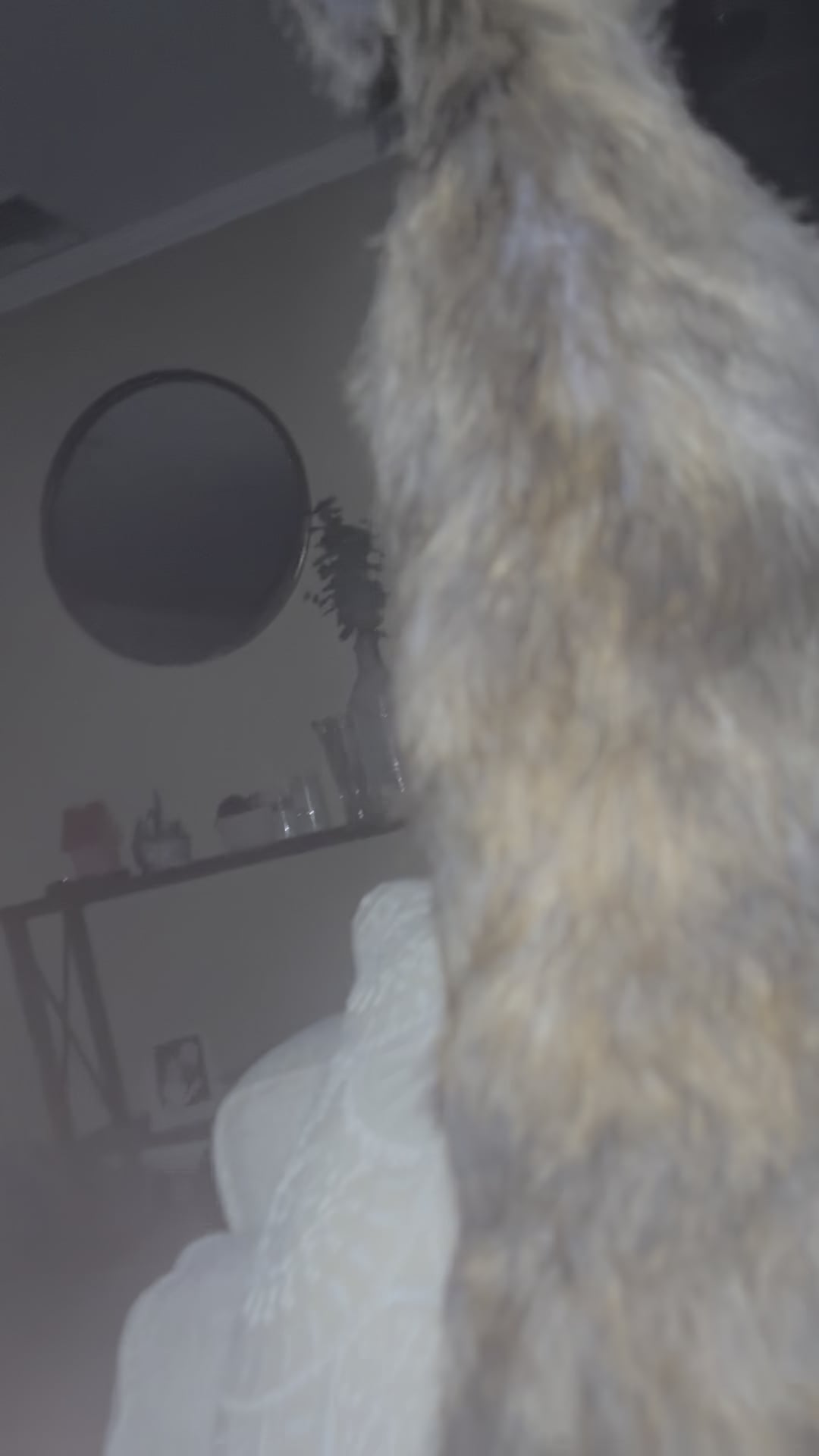 Cățelul tău latră isteric fără motiv? Află ce tulburare comportamentală s-ar putea ascunde în spatele acestui obicei aparent ciudat