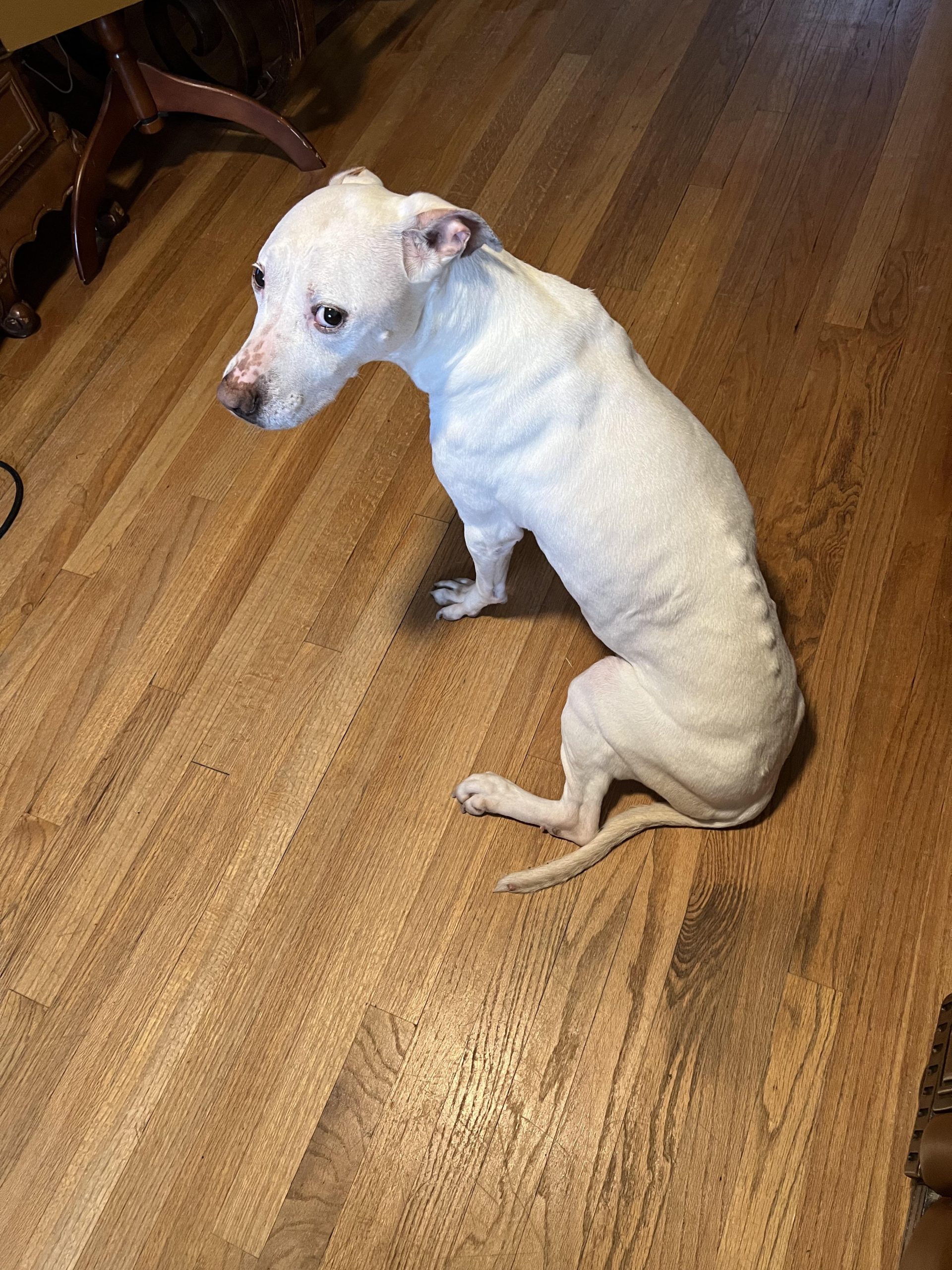 Câinele Meu E Extrem de Slab: Ce Am Aflăt de la Veterinar și De ce Mâncarea Nu Era Problema