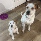 Te enervezi când cineva spune că ai un câine urât? Află de ce e mai bine să nu le dai atenție și cum să-ți protejezi legătura cu patrupedul tău