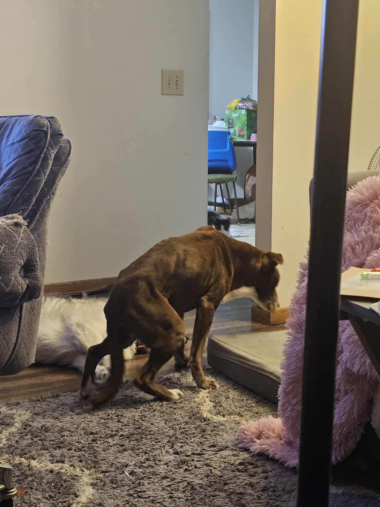 Când Dragostea Nu Mai Ajunge: Semnele Dureroase Că E Timpul Să Îți Iei Rămas-Bun de la Câinele Tău