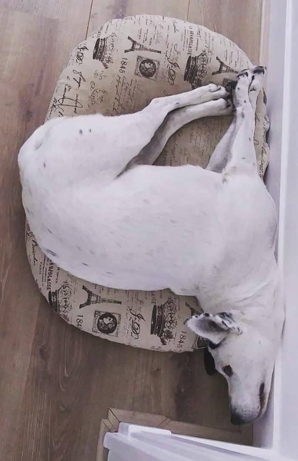 De ce stă câinele tău cu ochii la tine când mănânci? Află ce încearcă de fapt să-ți spună!