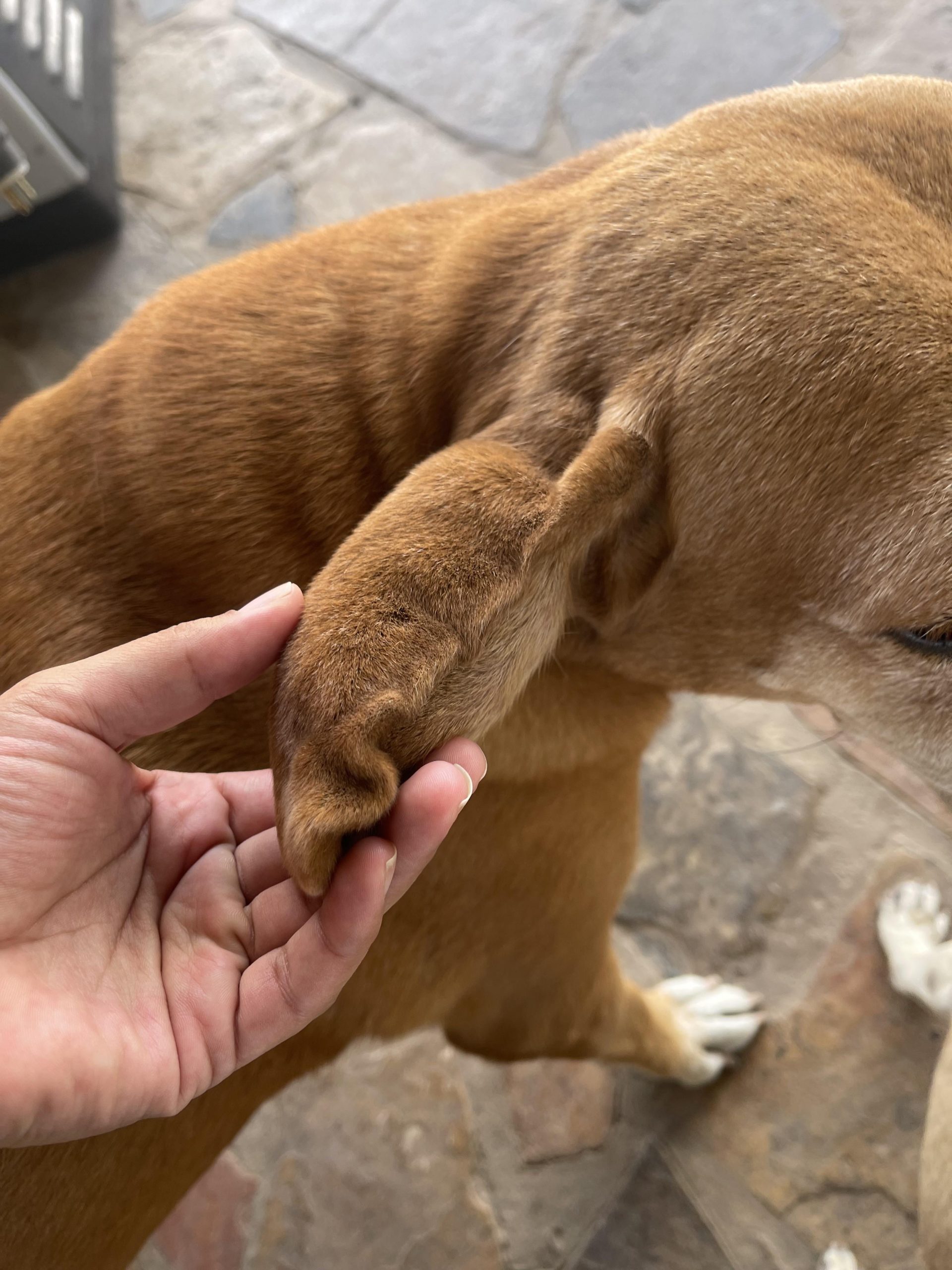 Ce i-a mușcat urechea câinelui meu? Semnele misterioase care ar putea indica o mușcătură de păianjen sau o înțepătură de insectă și ce trebuie să faci urgent