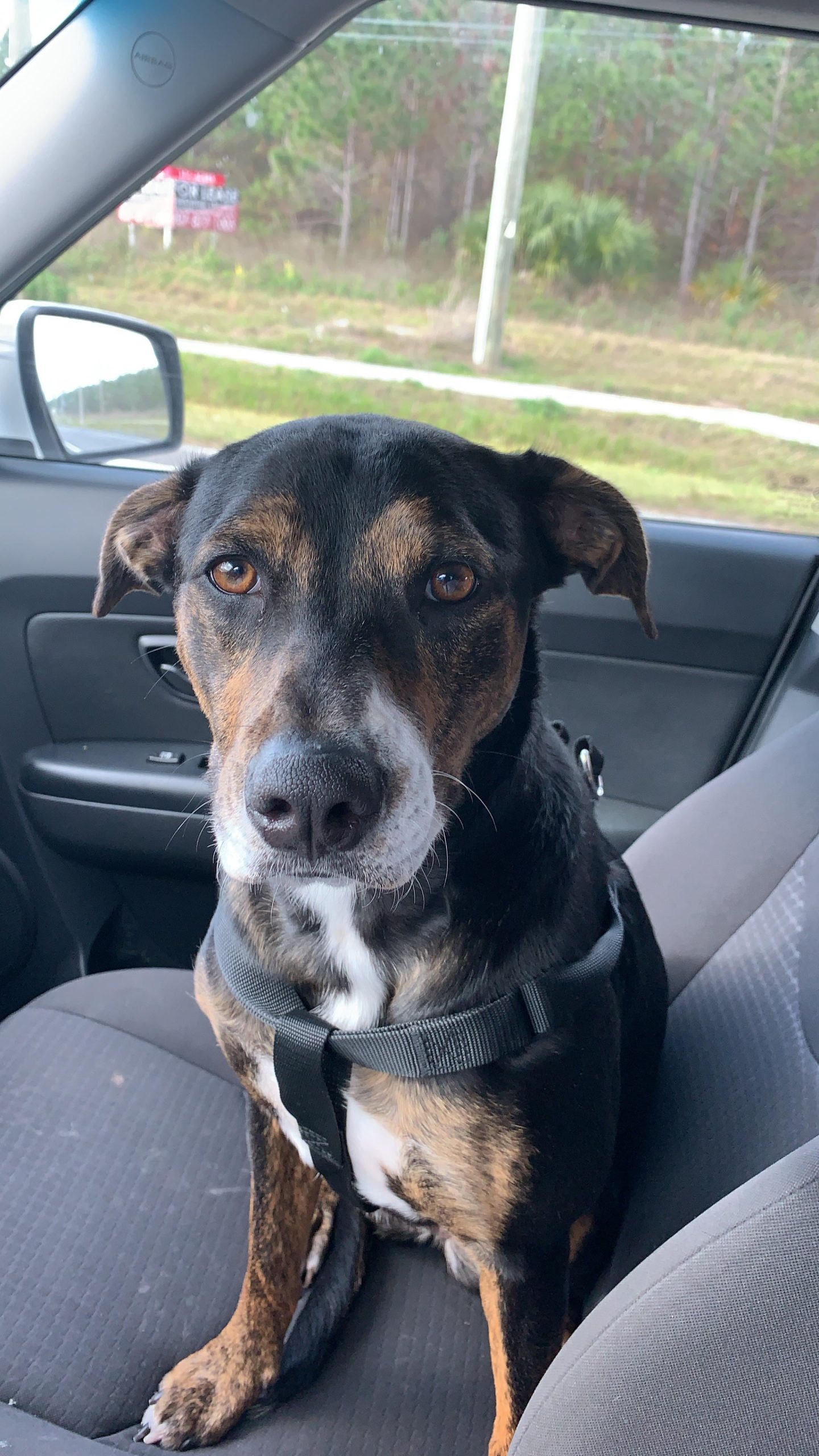 Cum să faci față durerii pierderii câinelui tău: Mărturia sfâșietoare a unei despărțiri ce a lăsat un gol imens în suflet