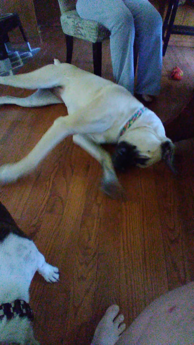 De ce îți privește câinele fix și se oprește din mers? Semnele misterioase explicate de dresori