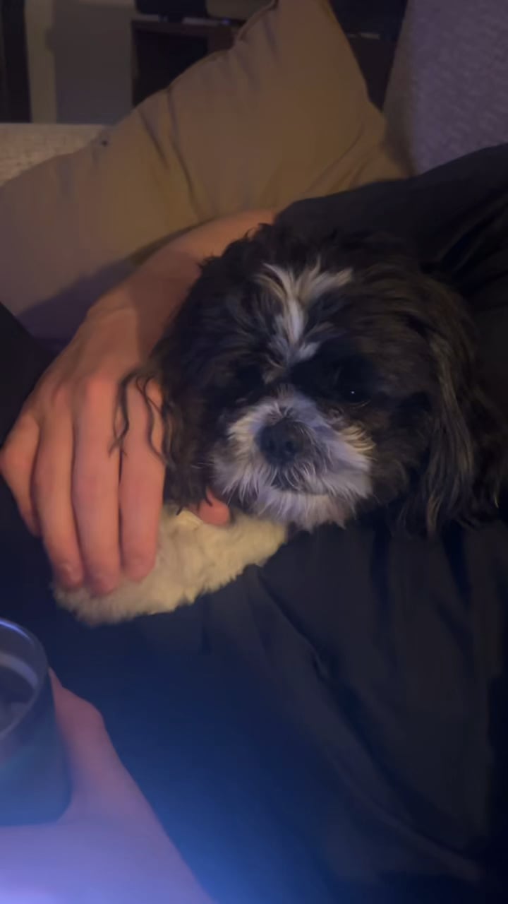 Câinele te linge după ce-i scarpini laba? Află ce înseamnă acest gest surprinzător și ce vrea să îți transmită