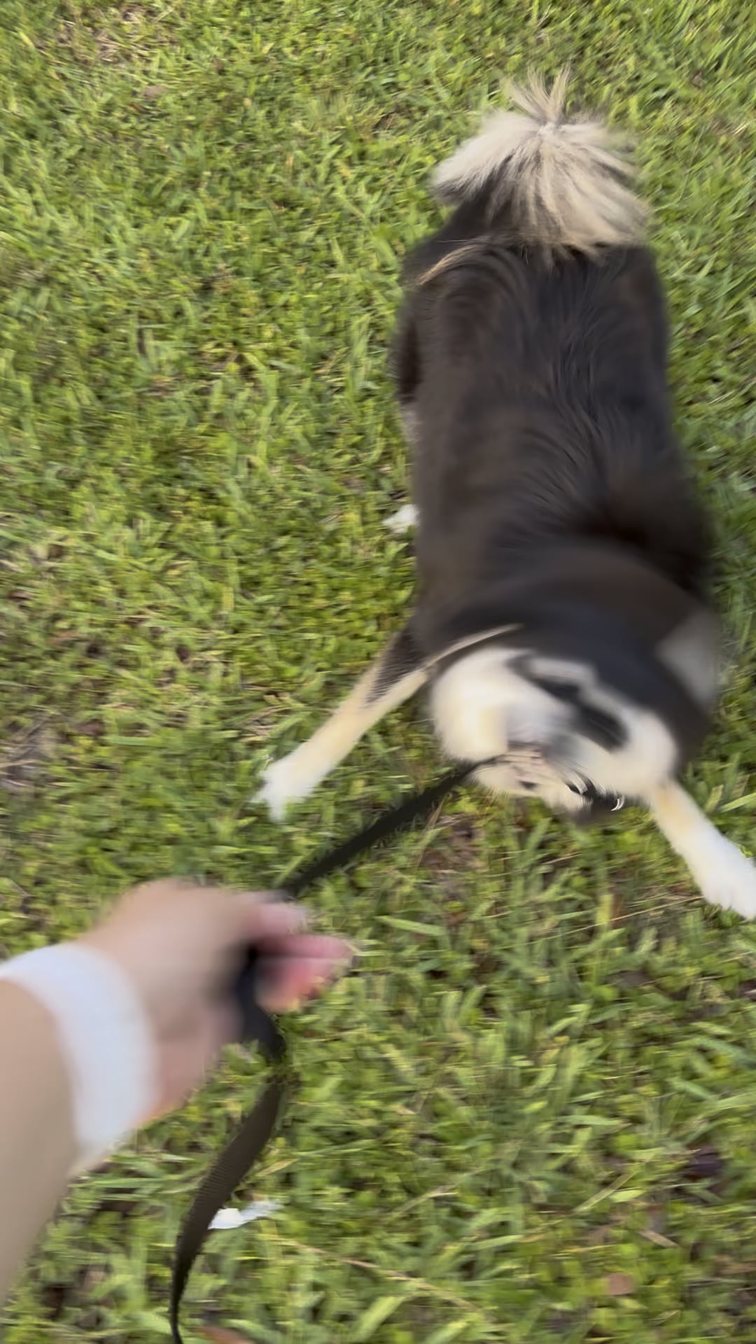 Câinele Tău Se Oprește și Refuză Să Meargă în Timpul Plimbărilor? Află Ce Îți Spune, de Fapt, Prin Acest Comportament