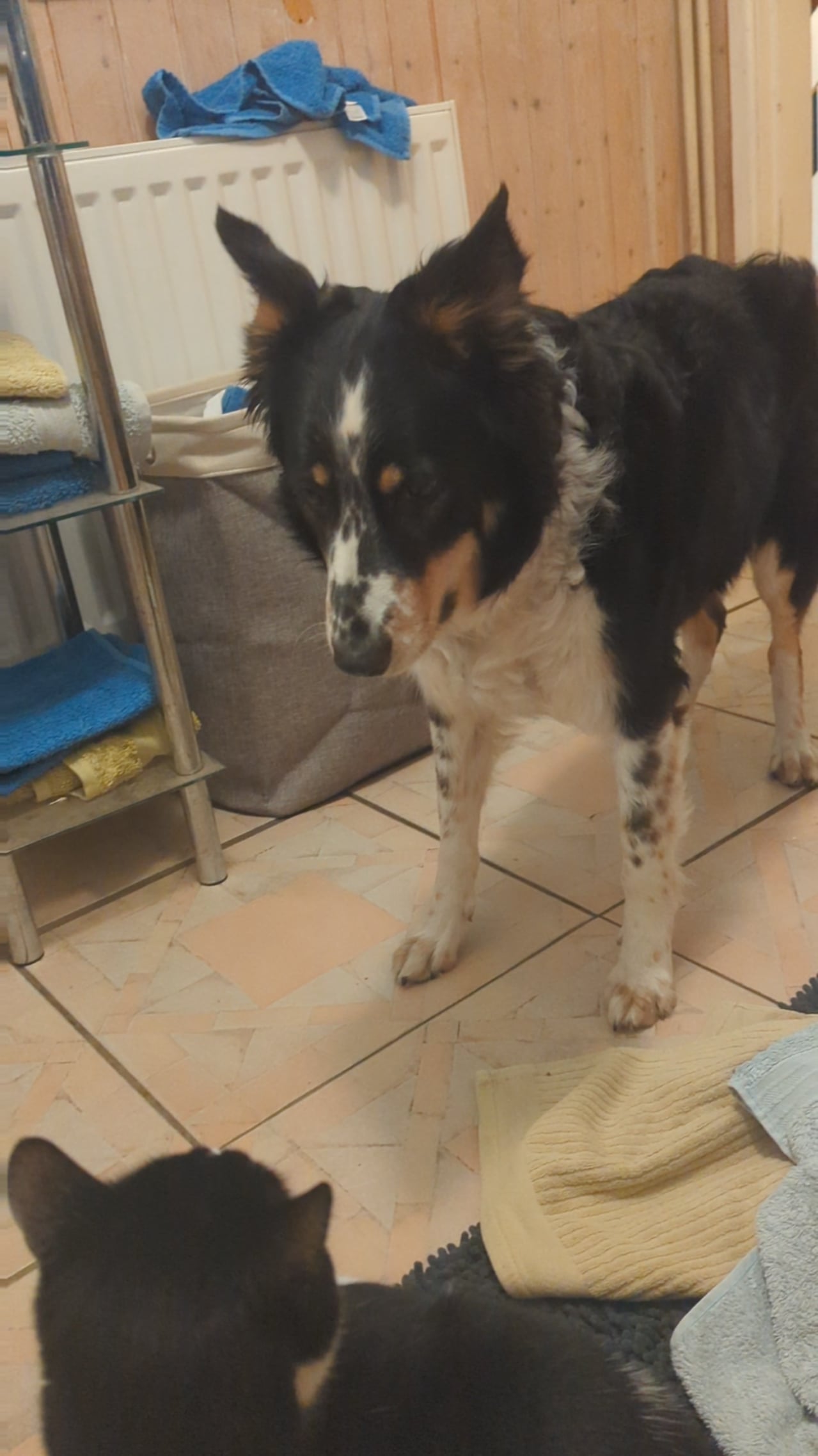 Câinele tău e curios sau vânează? Semnele care îți arată dacă ai un prădător în miniatură acasă