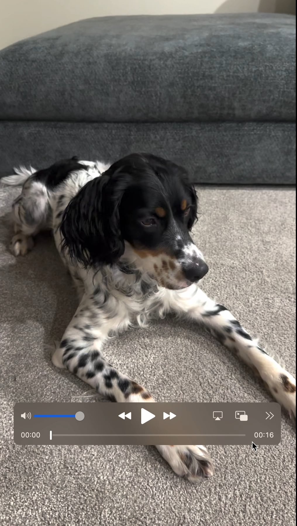 Câinele tău dă din cap ciudat înainte și înapoi? Află ce poate însemna acest comportament neașteptat și când e cazul să mergi de urgență la veterinar