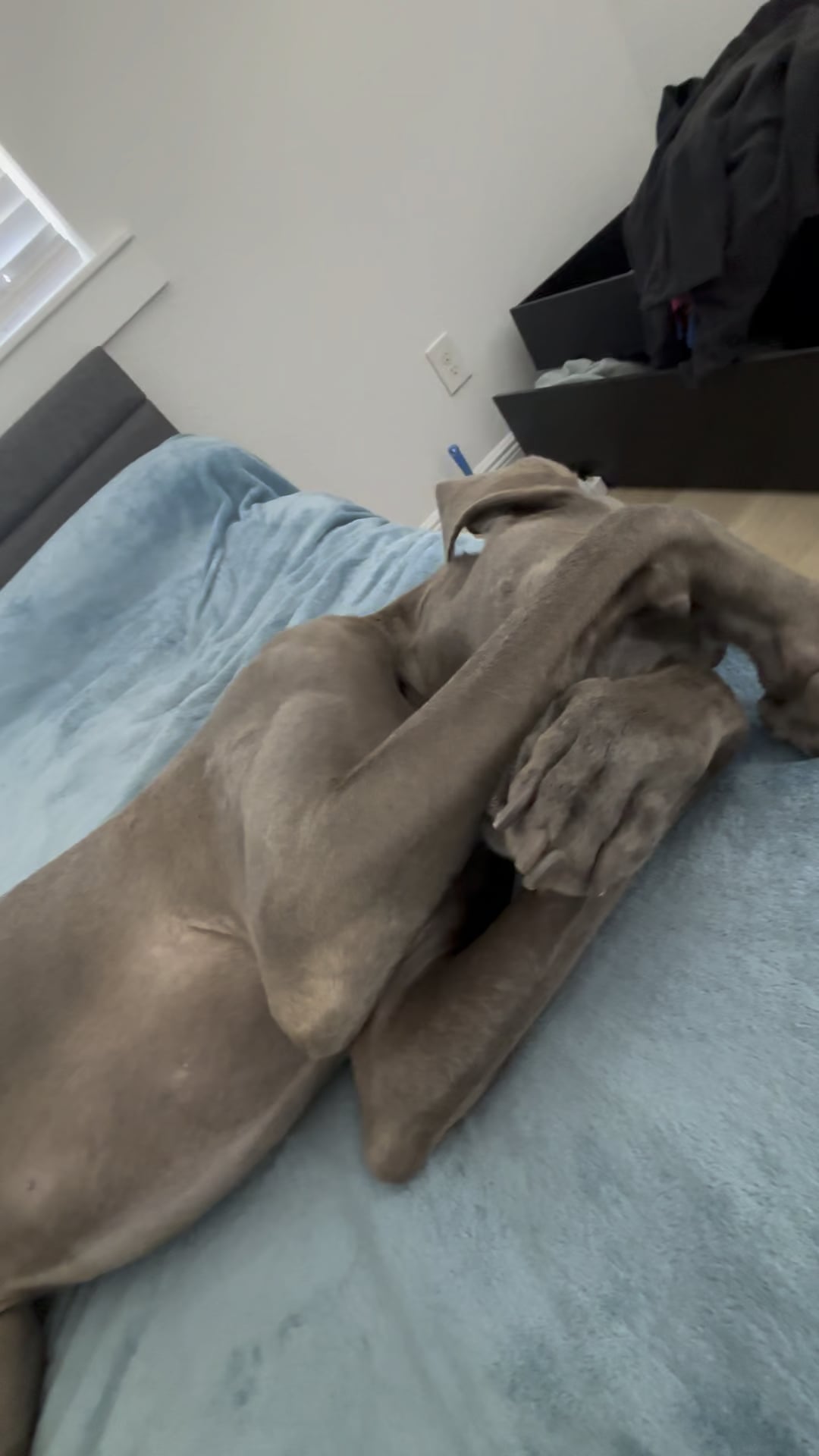 Câinele tău stă cu capul în colț și nu știi de ce? Află ce semnalează acest comportament ciudat și când ar trebui să te îngrijoreze