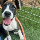 Abandonată pe marginea drumului, o cățelușă schimbă viața unei familii: ce trebuie să știi înainte să iei un câine salvat acasă