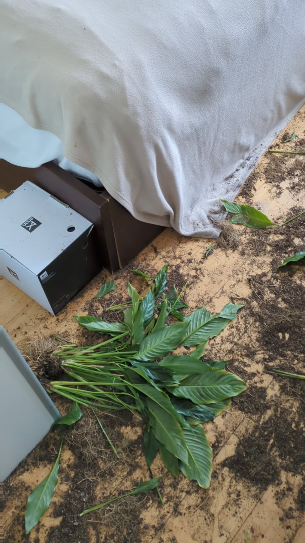 Când Câinele Devine Peisagist: Lecția Dură a Unei Plante Distruse și Cum Să Îți Protejezi Casa de Gheața cu Patru Lăbuțe