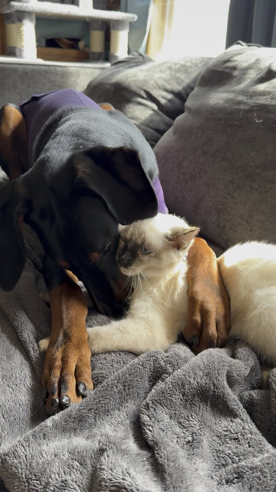 „Stăpânul și Husky-ul agitat: Ce semnale îți trimite câinele când nu se mai simte în siguranță”