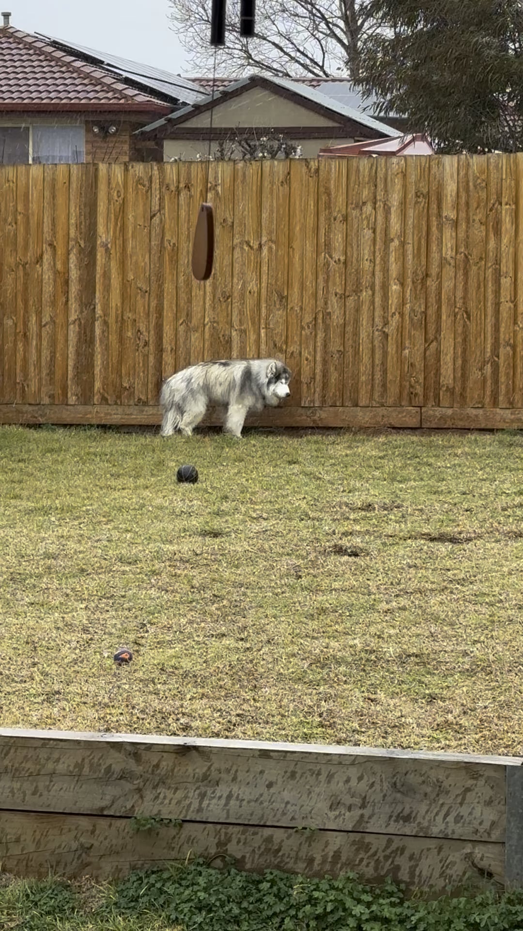 10 Trucuri Geniale Ca Să-ți Ajuți Câinele Să Facă Față Demenței – Ce Funcționează cu Adevărat