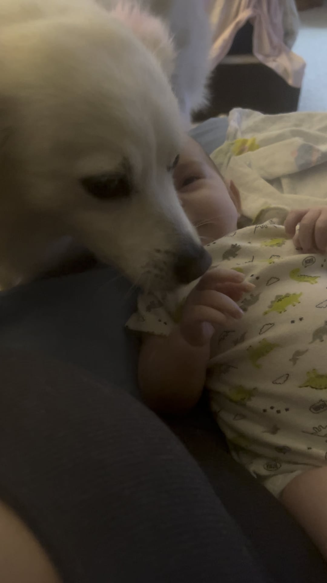 Veterinarii avertizează: Ce înseamnă când câinele îți linge excesiv bebelușul și ce ar trebui să faci imediat