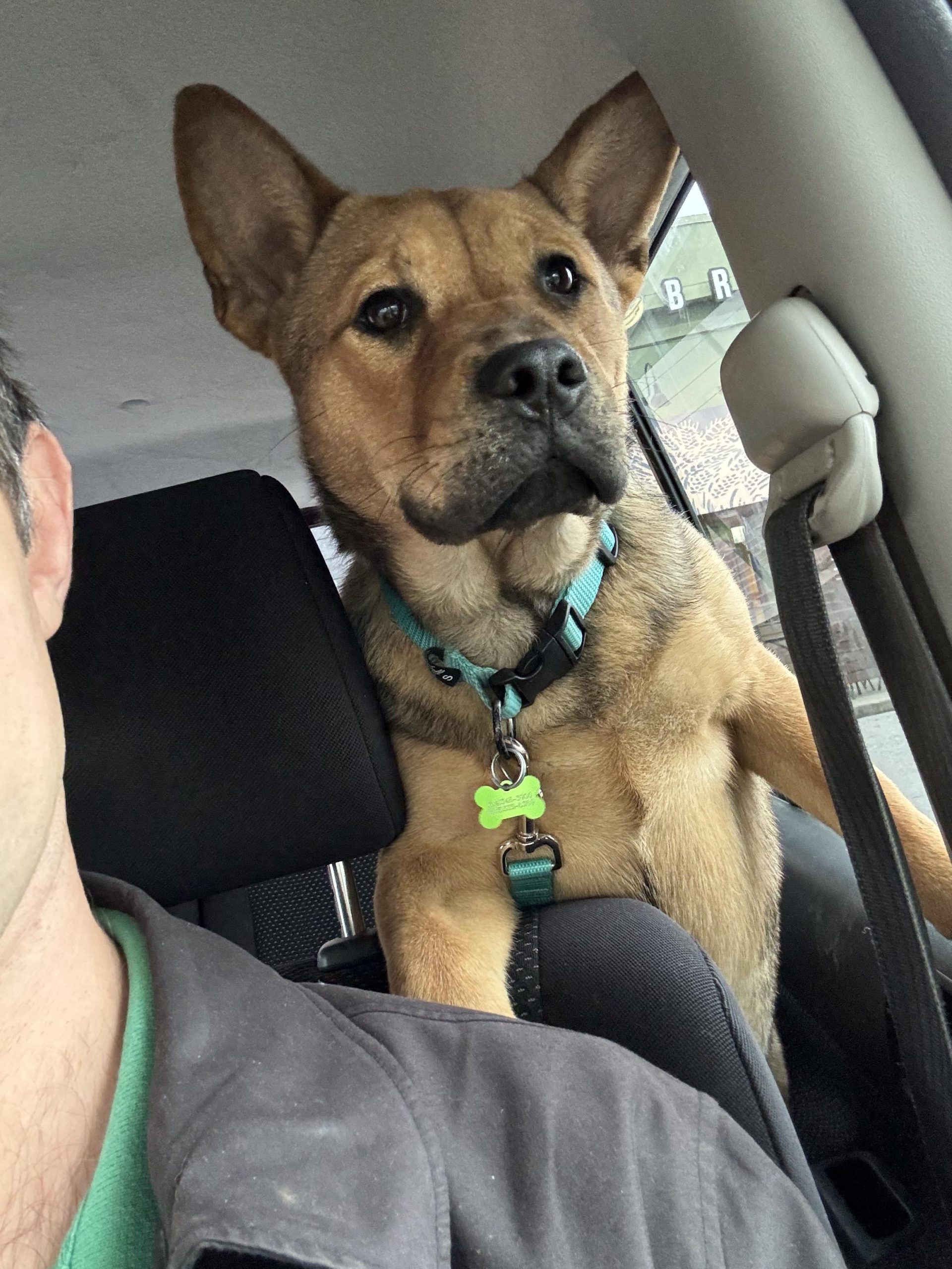 Am părăsit-o pe iubita mea ca să salvez cățelul: semne că relația ta dăunează animalului tău de companie