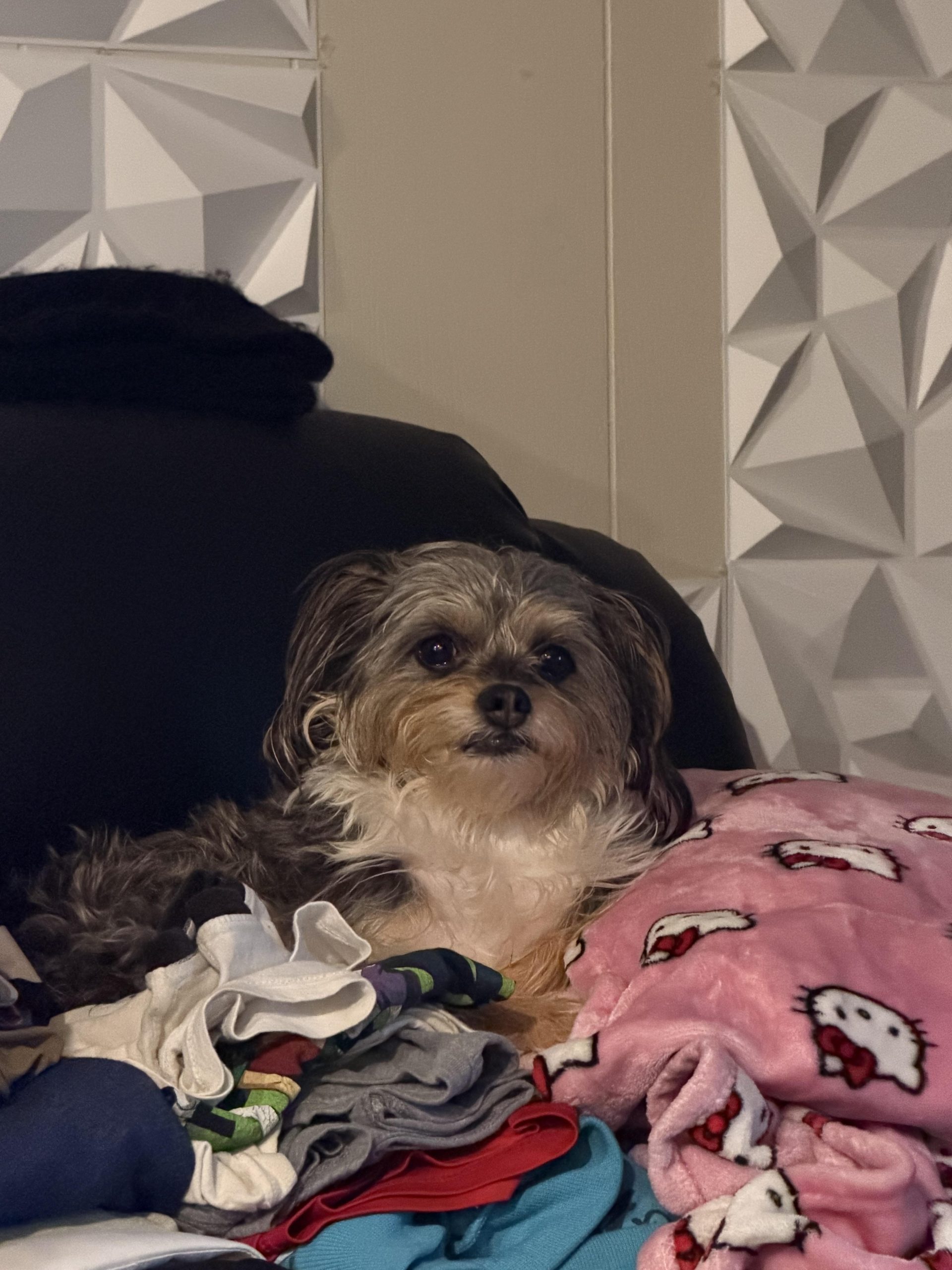 Veterinarii avertizează: Ce trebuie să știi înainte să cumperi o pătură sau un pat încălzit pentru cățelul tău bătrân