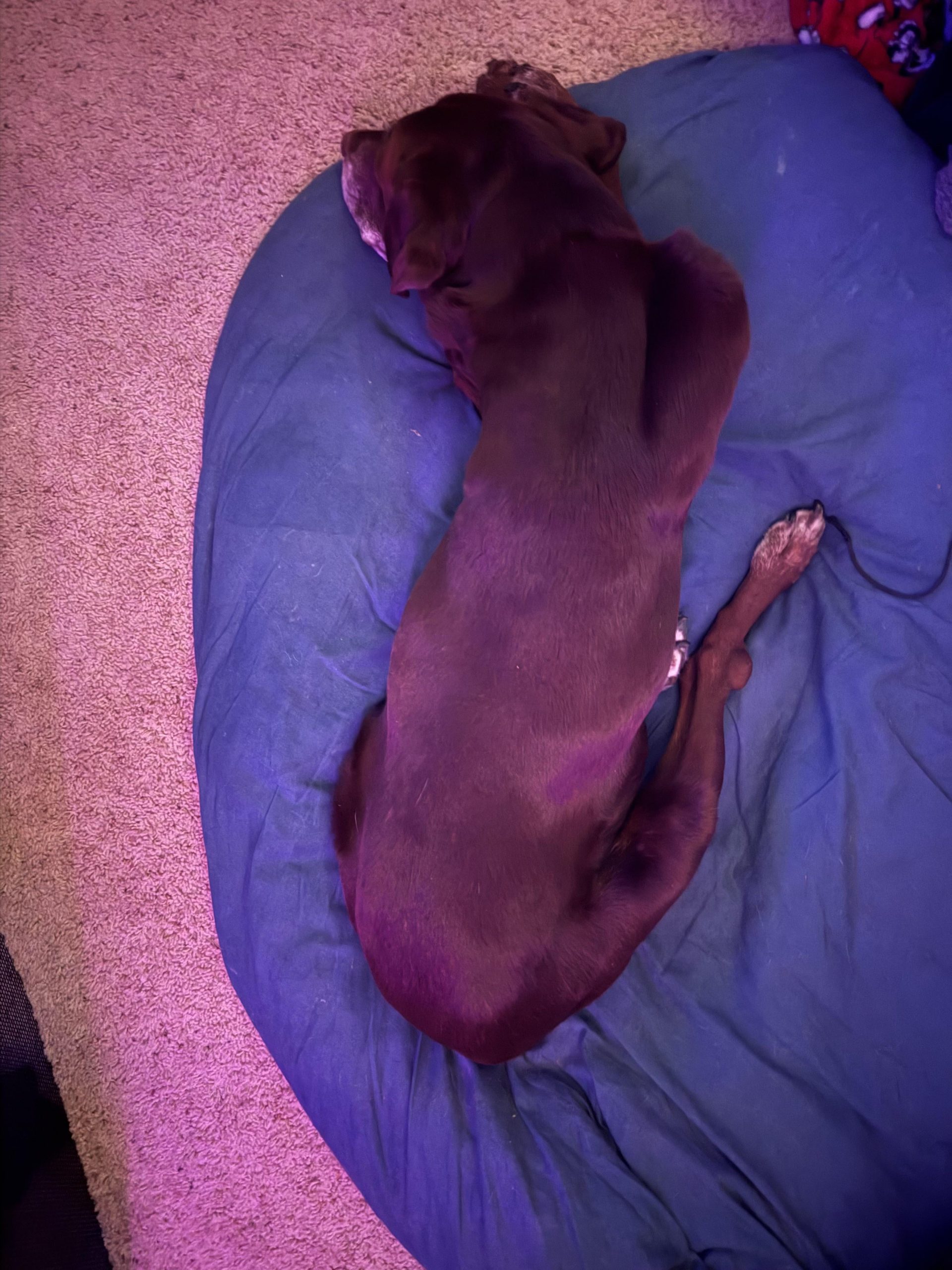 Veterinarul Trage Semnalul de Alarmă: Ce Înseamnă Cu Adevărat Când Câinele Tău Doarme Cu Capul În Sus și Gâtul Răsucit