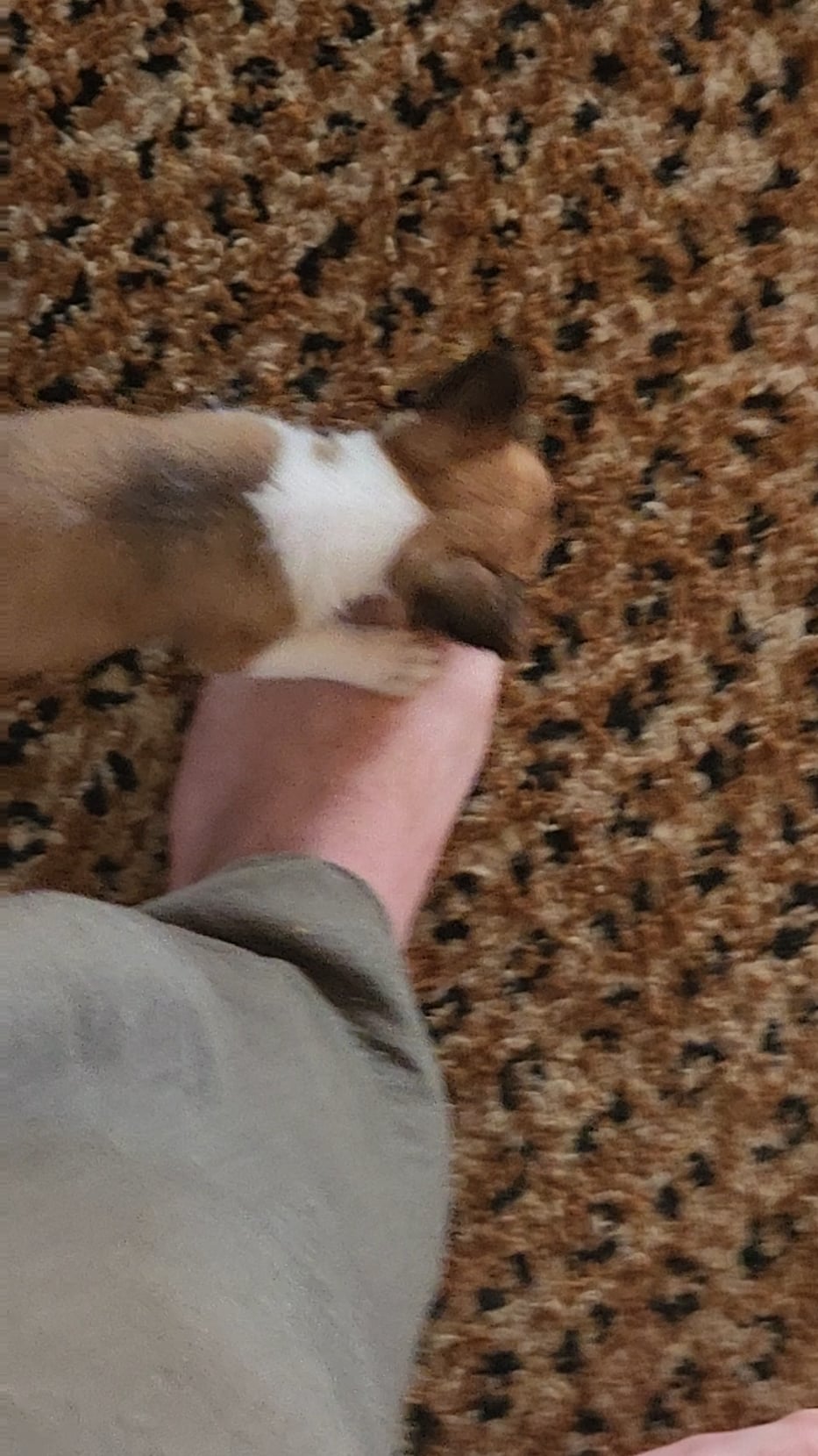 Stăpânul nu mai știe ce să facă: puiul său Jack Russell îi atacă constant picioarele – ce înseamnă asta și cum oprești comportamentul înainte să scape de sub control?