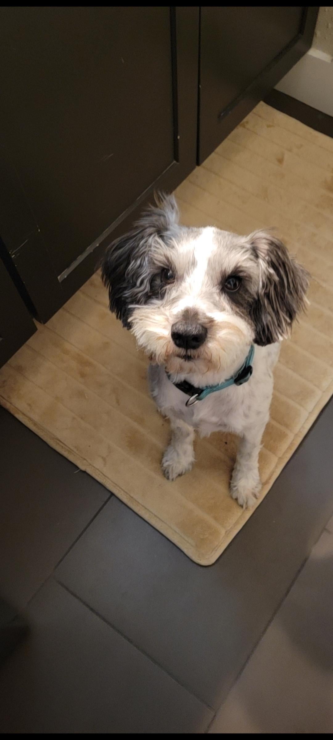 Câinele tău ignoră jucăriile? Iată cum îl poți stimula mental fără mingiuțe sau frânghii!