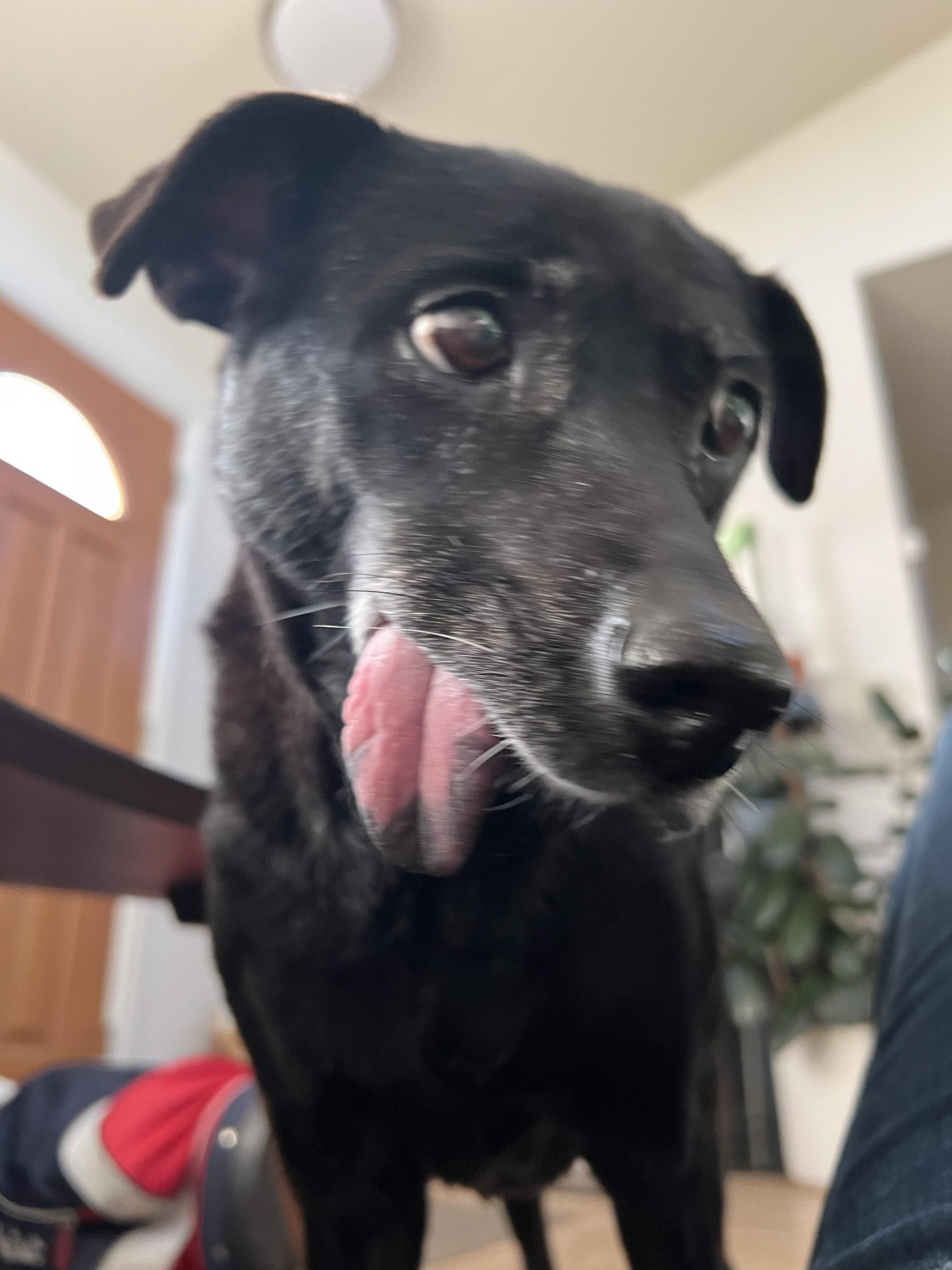 Nu mai poate merge, nu mai poate mânca și nu se mai bucură de nimic: Cum știi când e momentul să îți iei rămas-bun de la câinele tău iubit